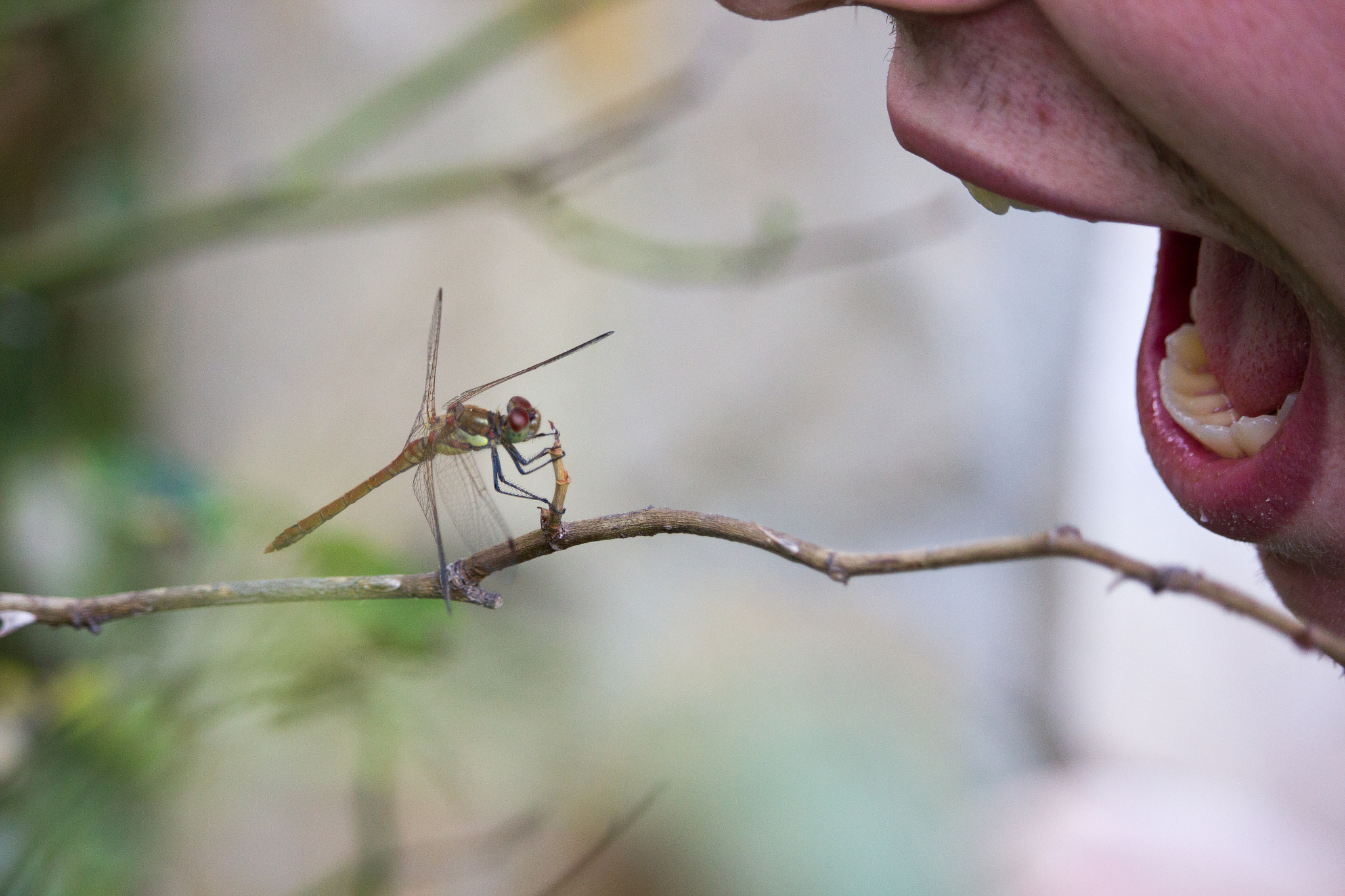 Canon EF-S 55-250mm F4-5.6 IS STM sample photo. Dragonfly photography