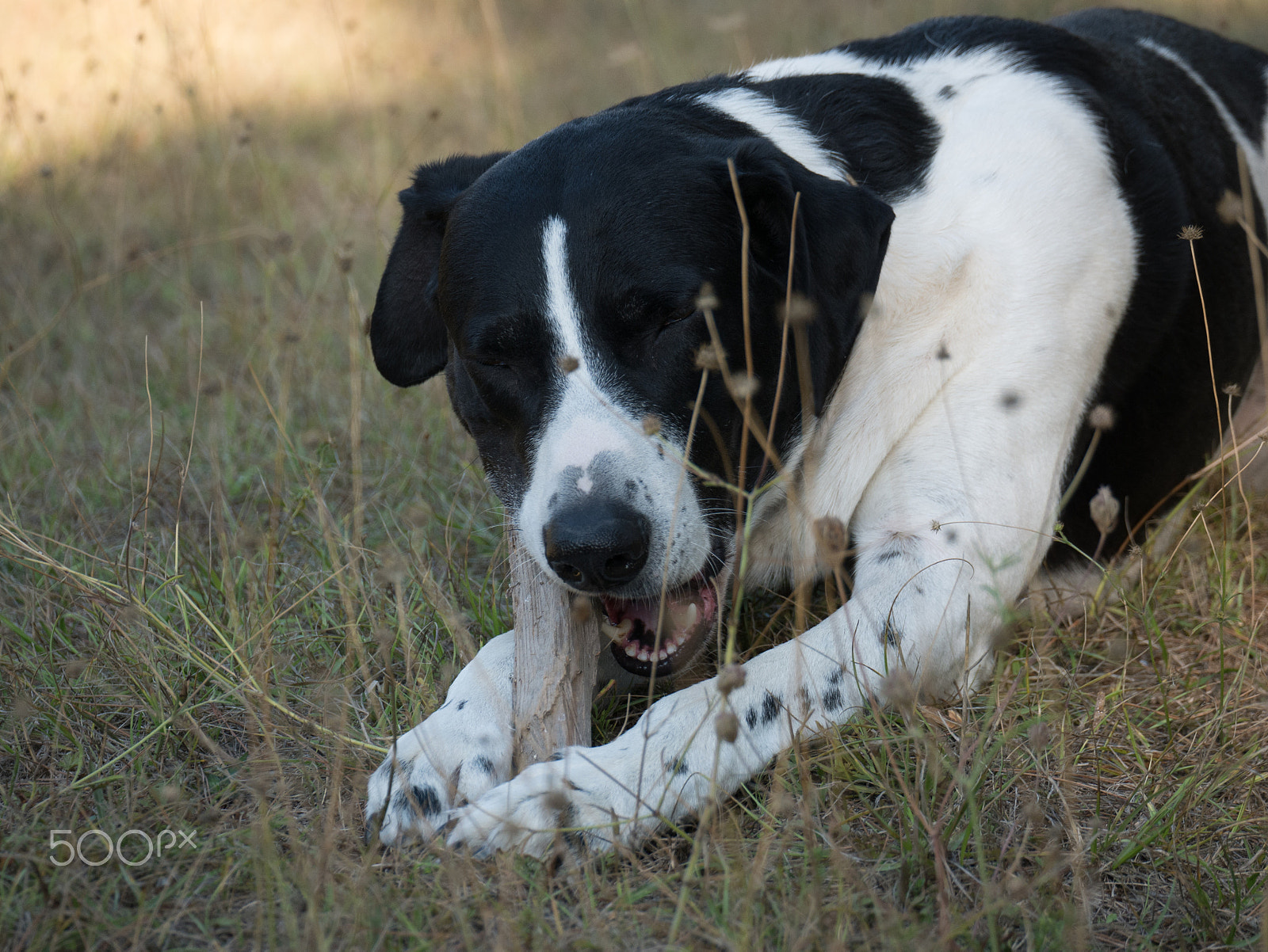 LUMIX G VARIO 45-150/F4.0-5.6 sample photo. A happy dog’s happy day #7 photography
