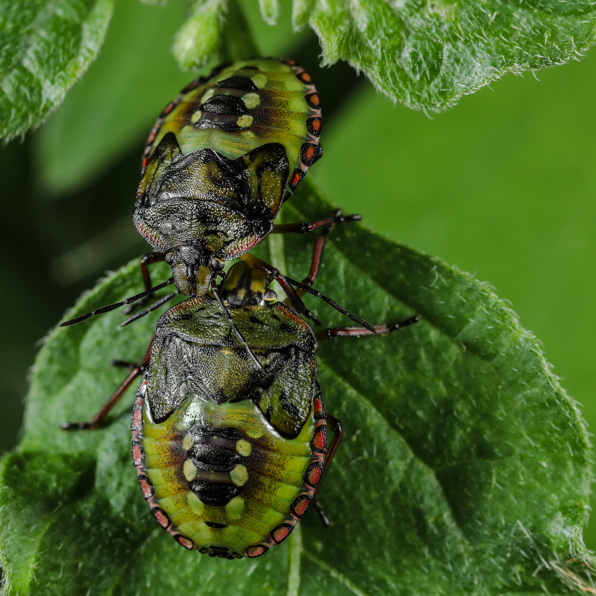 Canon EOS 5D Mark IV + Canon MP-E 65mm F2.5 1-5x Macro Photo sample photo. Duo nezara viridula photography