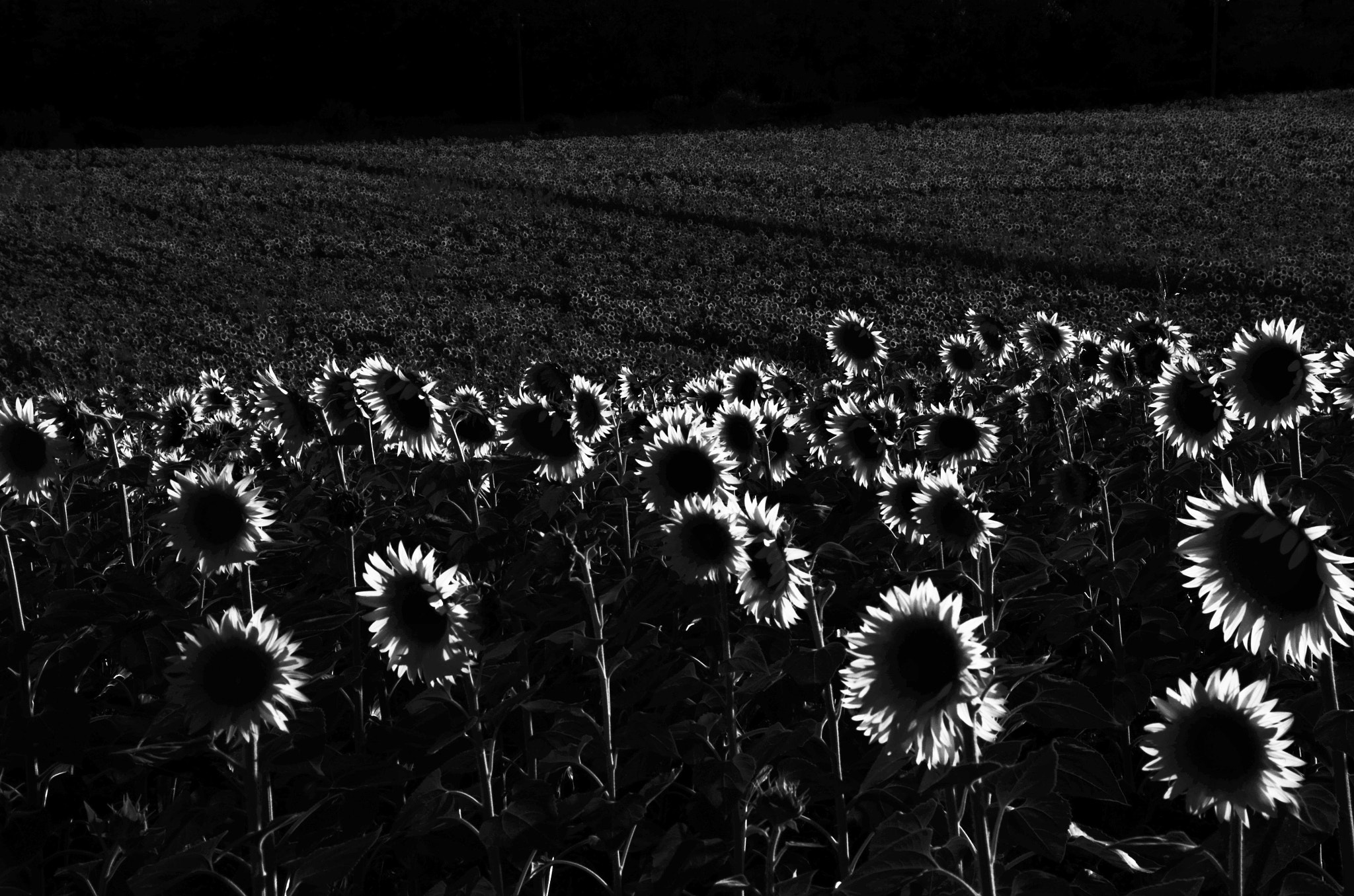 Sigma 18-200mm F3.5-6.3 II DC OS HSM sample photo. Girasoli bw photography