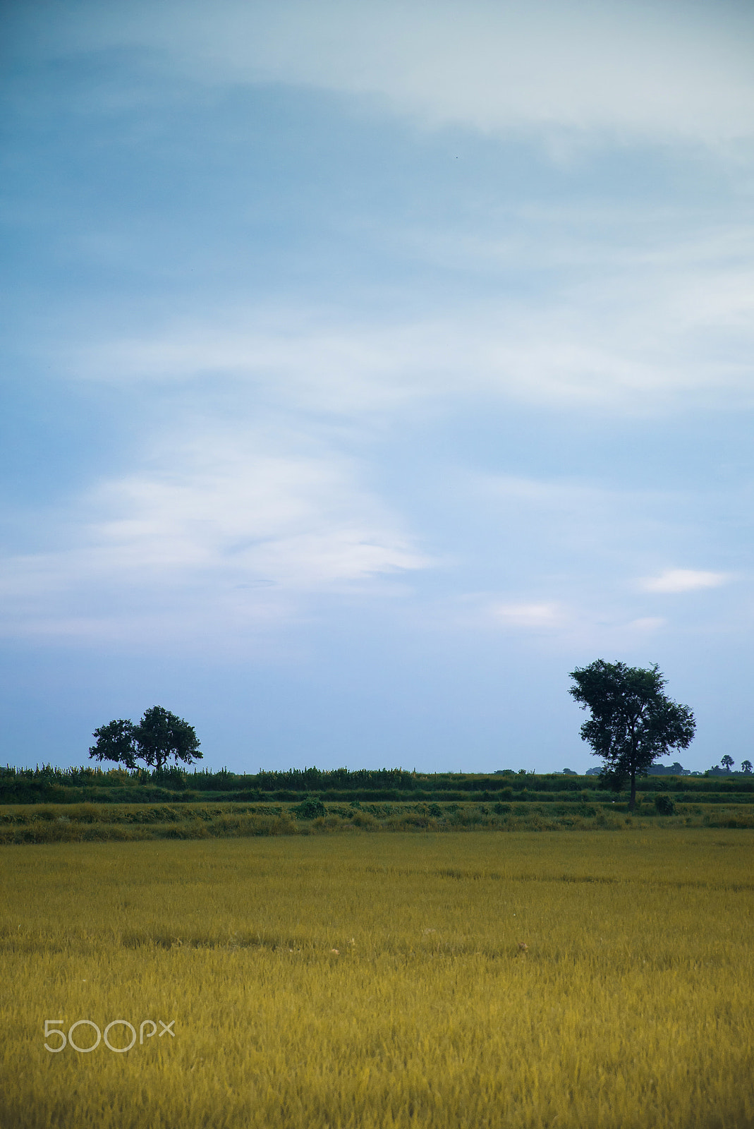 Sony a7S + Sony DT 50mm F1.8 SAM sample photo. Edit photography
