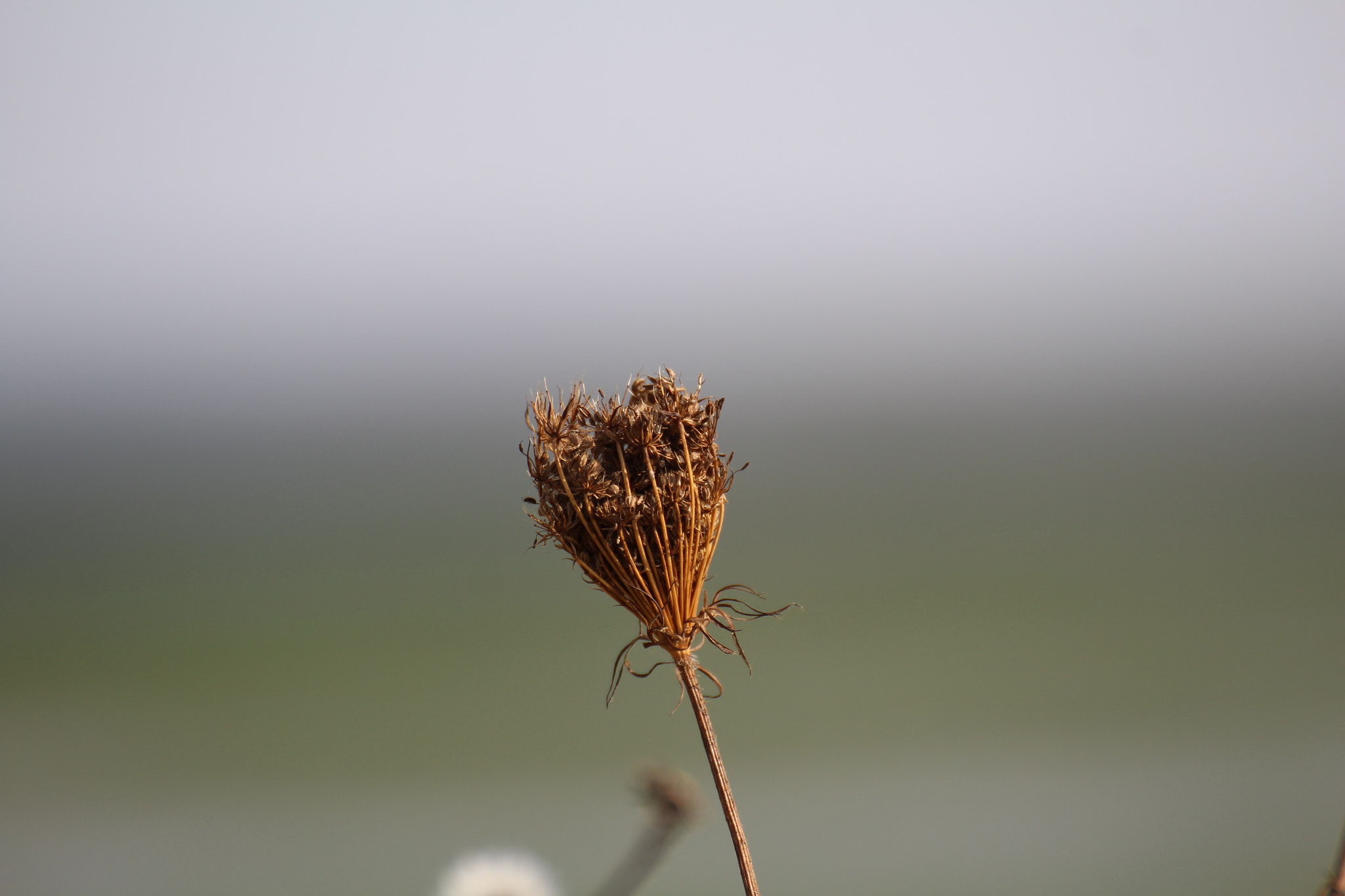 Tamron SP 35mm F1.8 Di VC USD sample photo. Weeds and low tide photography