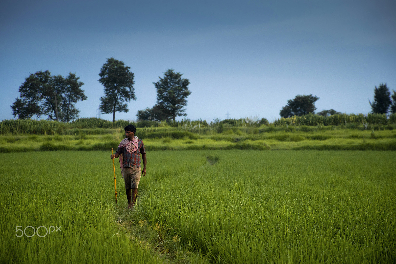 Sony a7S + Sony DT 50mm F1.8 SAM sample photo. Beauty of nature photography