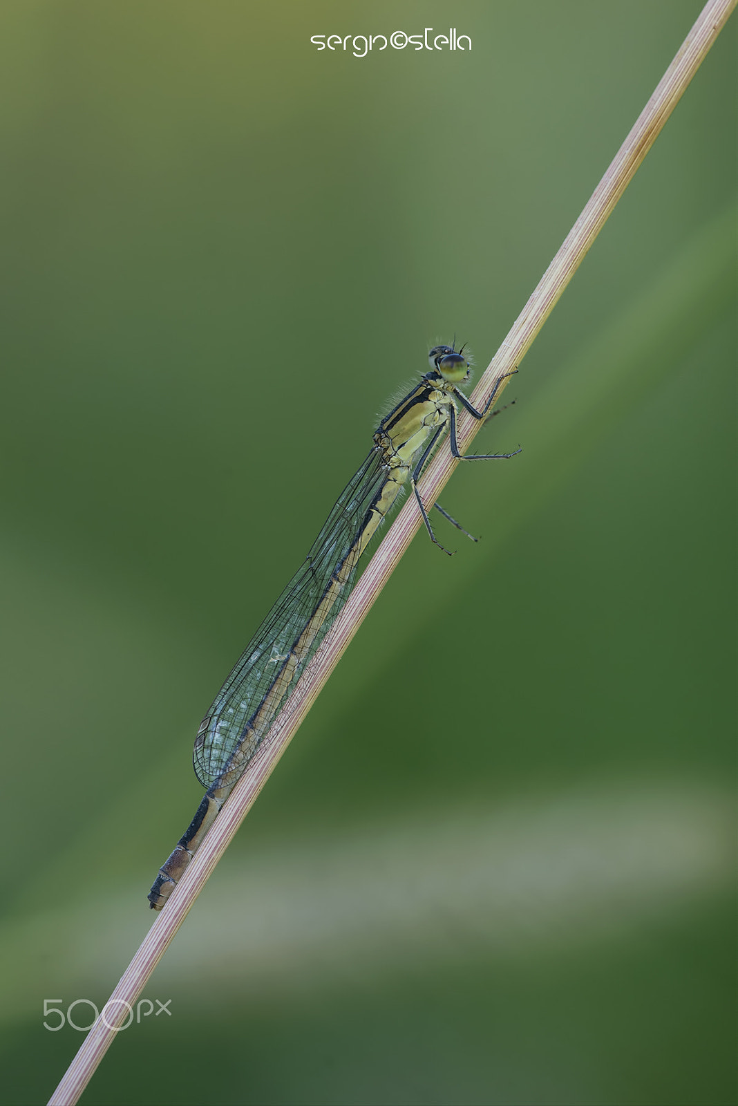 Sigma 150mm F2.8 EX DG Macro HSM sample photo. _/\_elegans___ photography