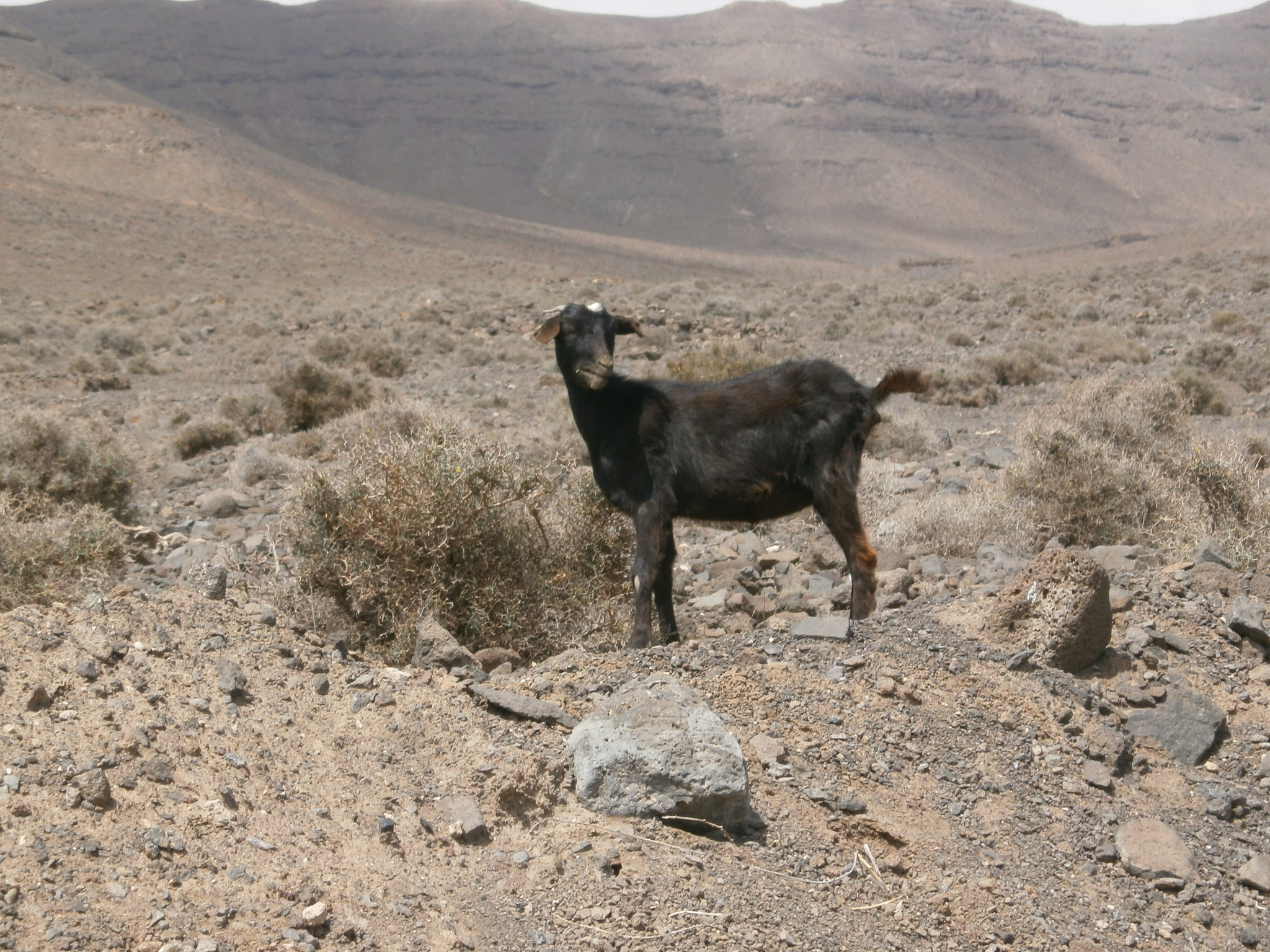 Olympus VG110,D700 sample photo. High on a hill was a lonely goat photography