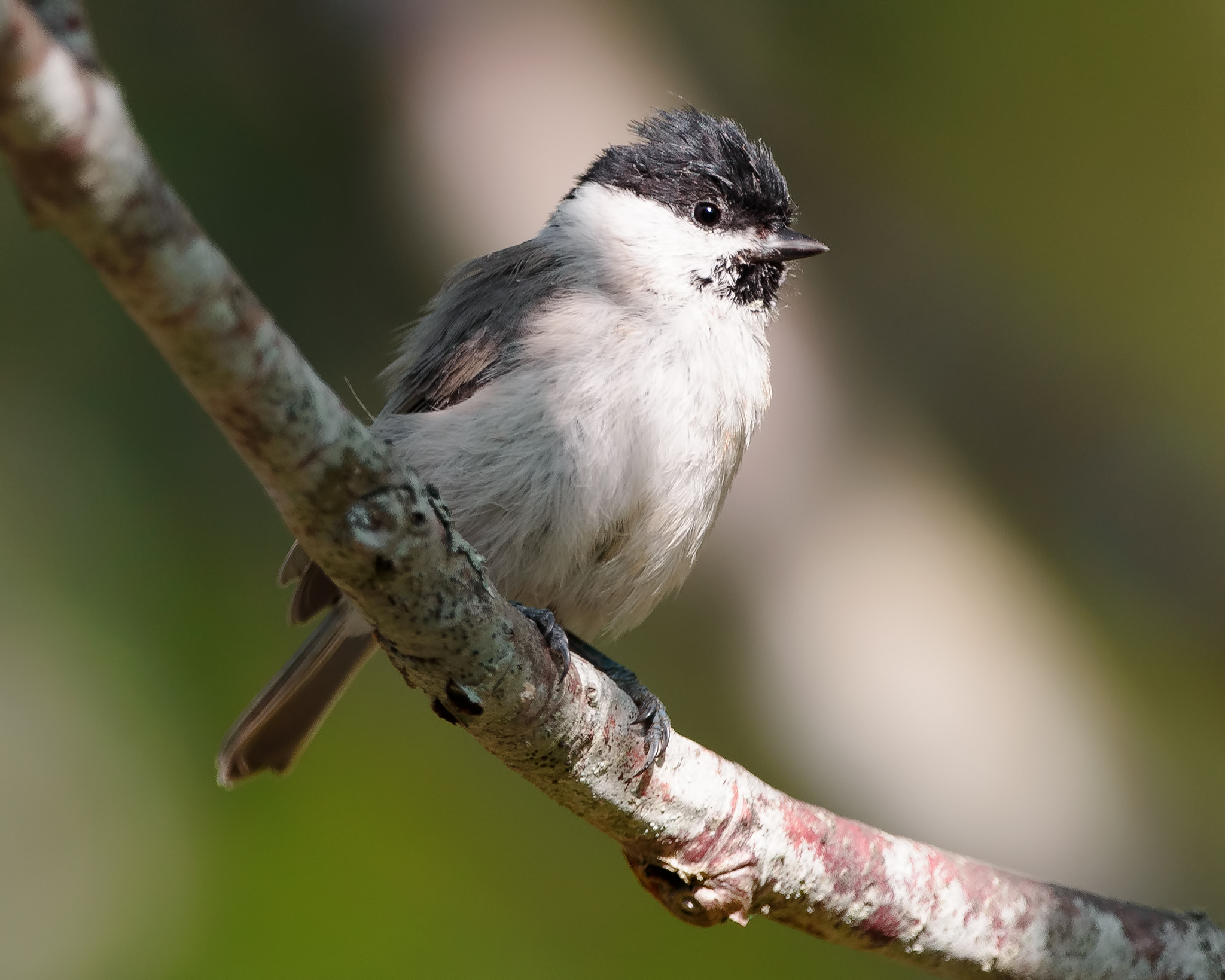 Nikon D800E + Nikon AF-S Nikkor 500mm F4G ED VR sample photo. Willow tit photography