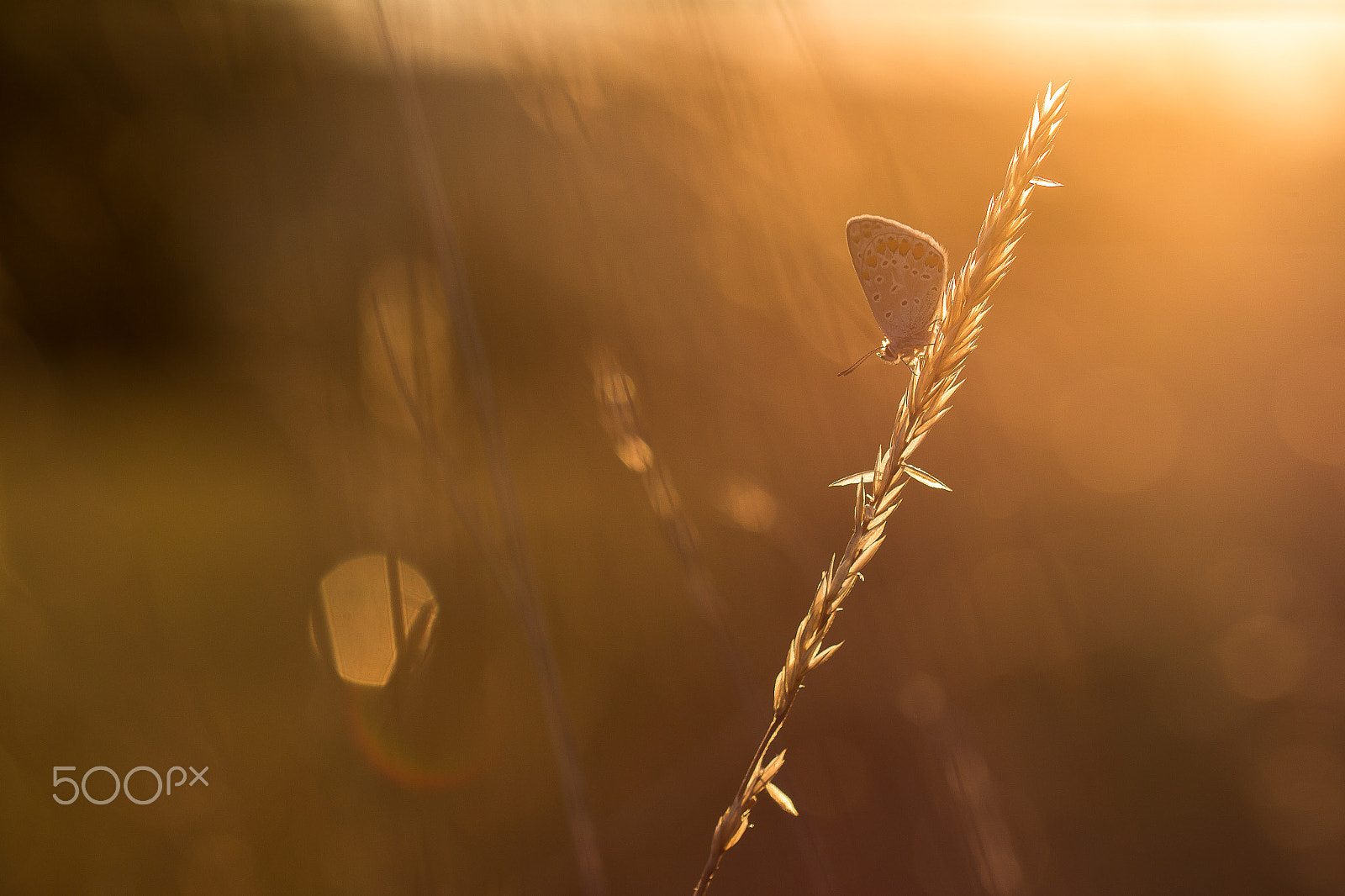 Canon EOS 650D (EOS Rebel T4i / EOS Kiss X6i) + Canon EF 100mm F2.8L Macro IS USM sample photo. Flare en vue photography