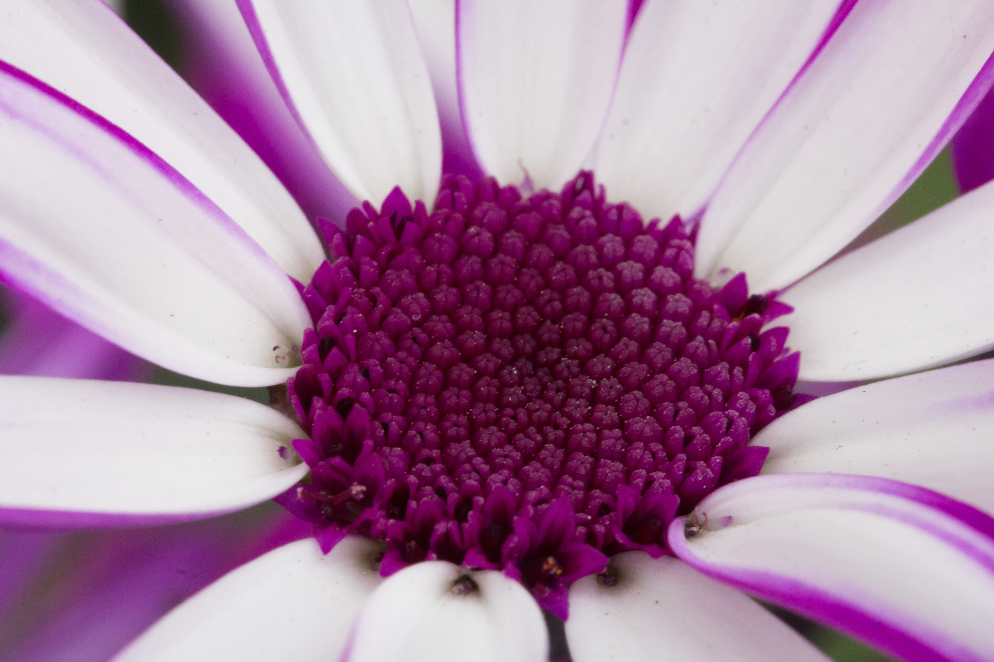 Canon EOS 100D (EOS Rebel SL1 / EOS Kiss X7) + Canon EF 100mm F2.8L Macro IS USM sample photo. Purple photography