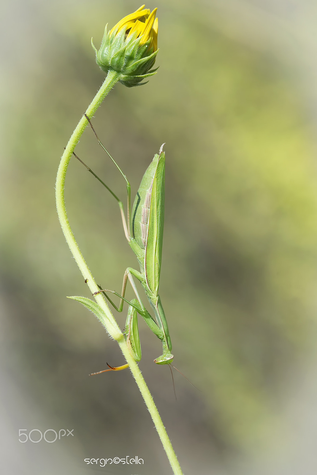 Sigma 150mm F2.8 EX DG Macro HSM sample photo. __upside down__ photography