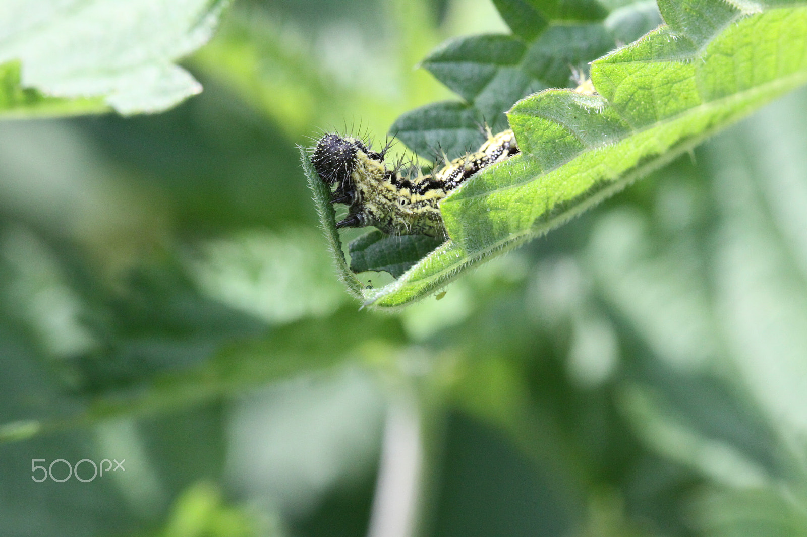 Sigma APO Macro 180mm F2.8 EX DG OS HSM sample photo. Caterpillar eating nettles photography