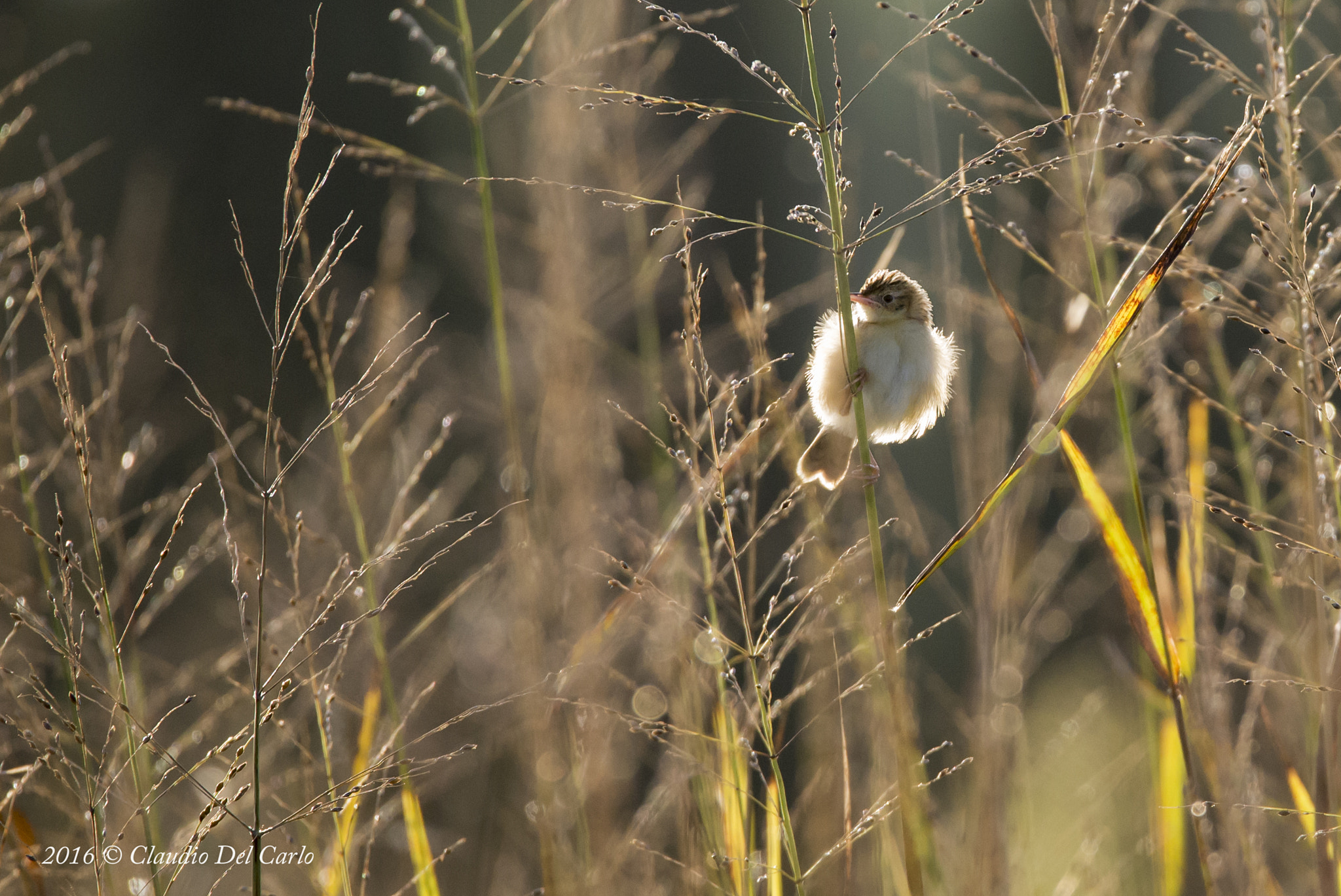 Sigma 150-600mm F5-6.3 DG OS HSM | S sample photo. Dsc photography
