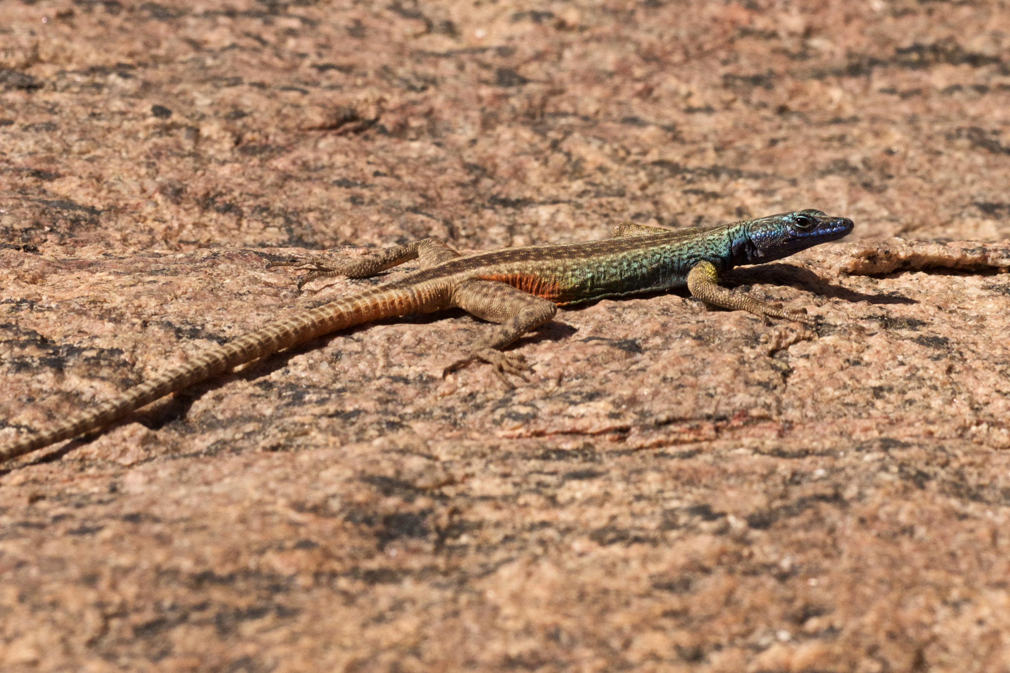 Sony 70-300mm F4.5-5.6 G SSM sample photo. Lizard on rock photography