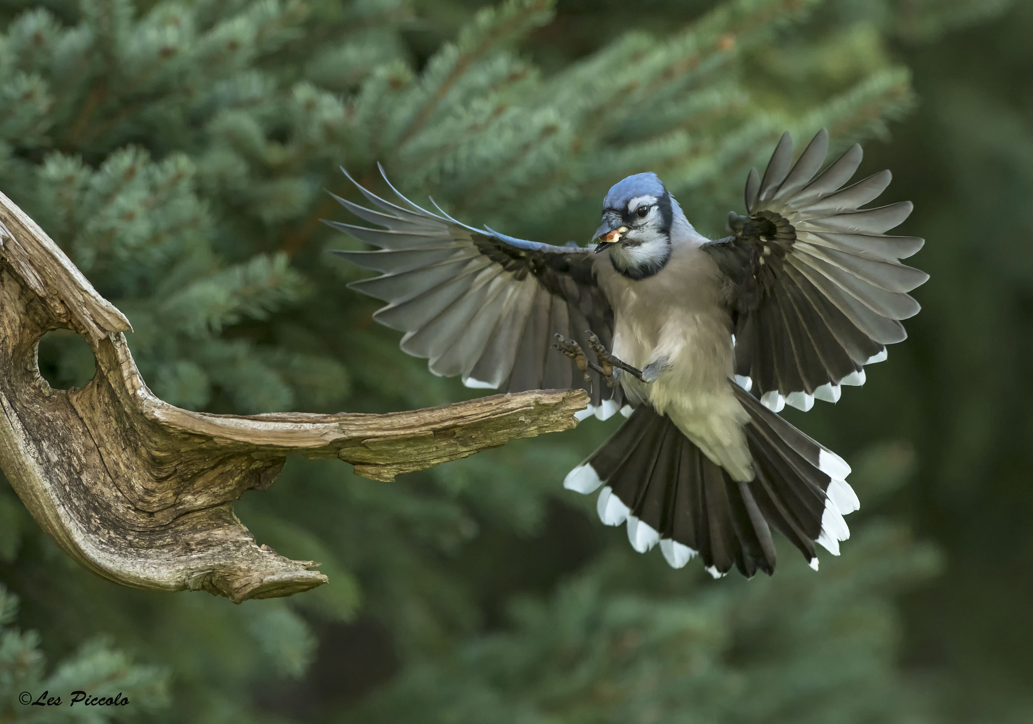 Nikon AF-S Nikkor 300mm F2.8G ED-IF VR sample photo. Air brakes photography