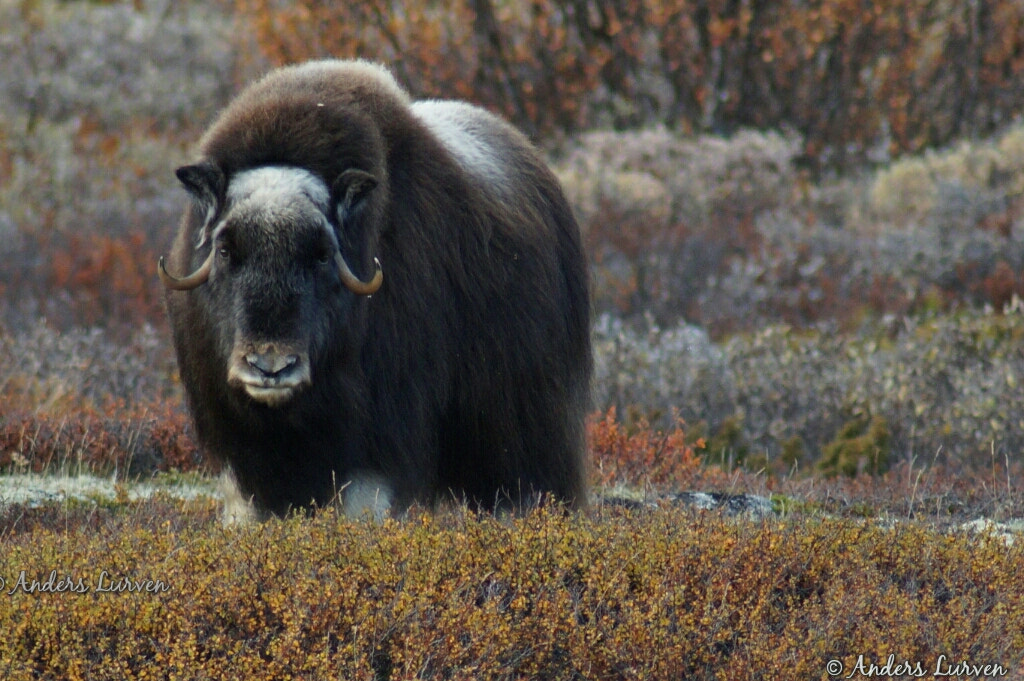 Sony SLT-A58 + Tamron Lens (255) sample photo. Ovibos moschatus, musk ox, moskus photography