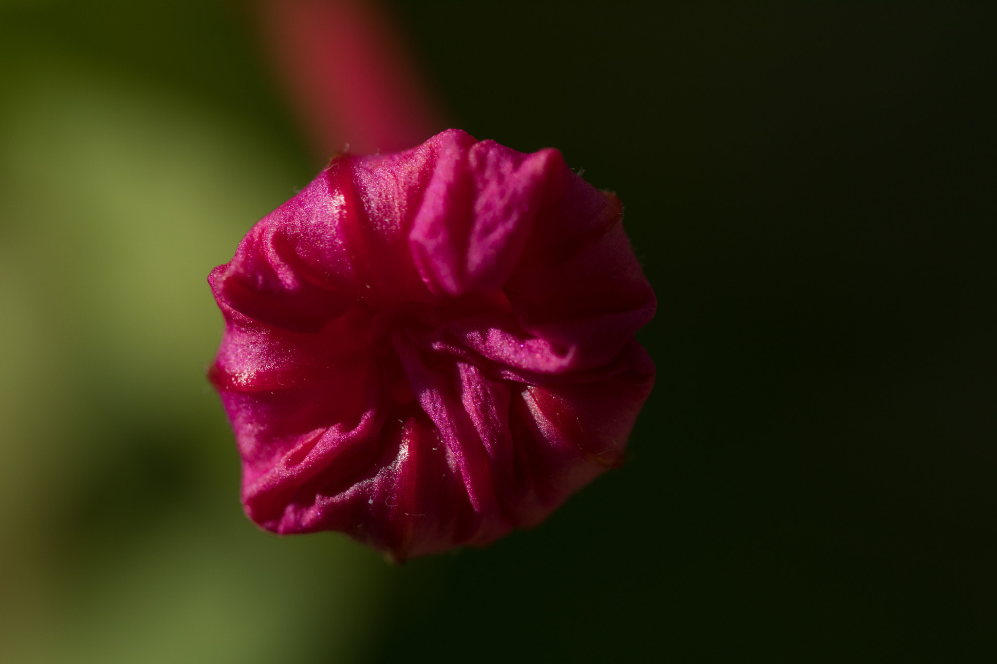 Sigma 105mm F2.8 EX DG OS HSM sample photo. Mystery photography