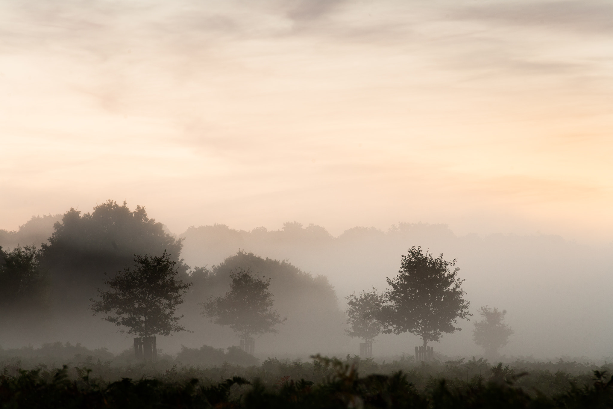 Canon EOS 5D + Sigma 70-200mm F2.8 EX DG OS HSM sample photo. Fading trees photography