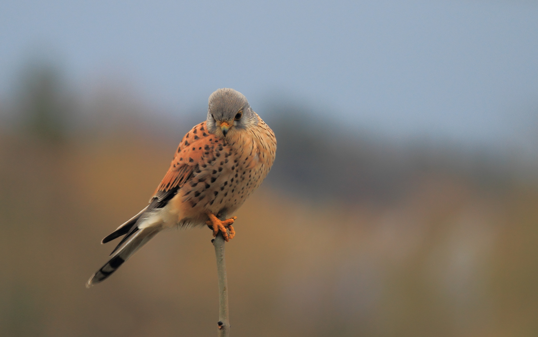Tamron SP 150-600mm F5-6.3 Di VC USD sample photo. Male kestrel photography