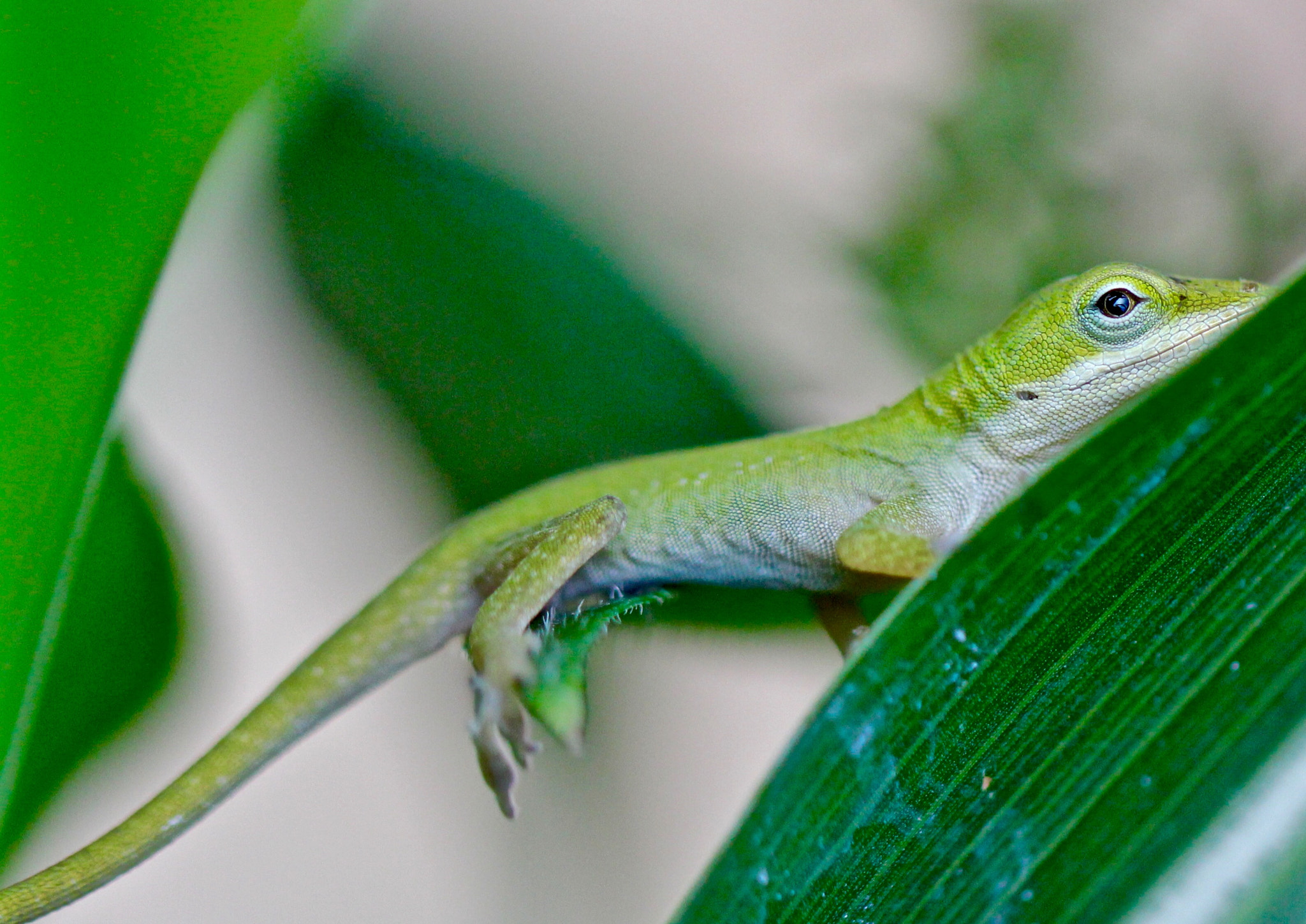 Canon EOS 60D + Canon EF 100mm F2.8L Macro IS USM sample photo. Lazy lizard photography