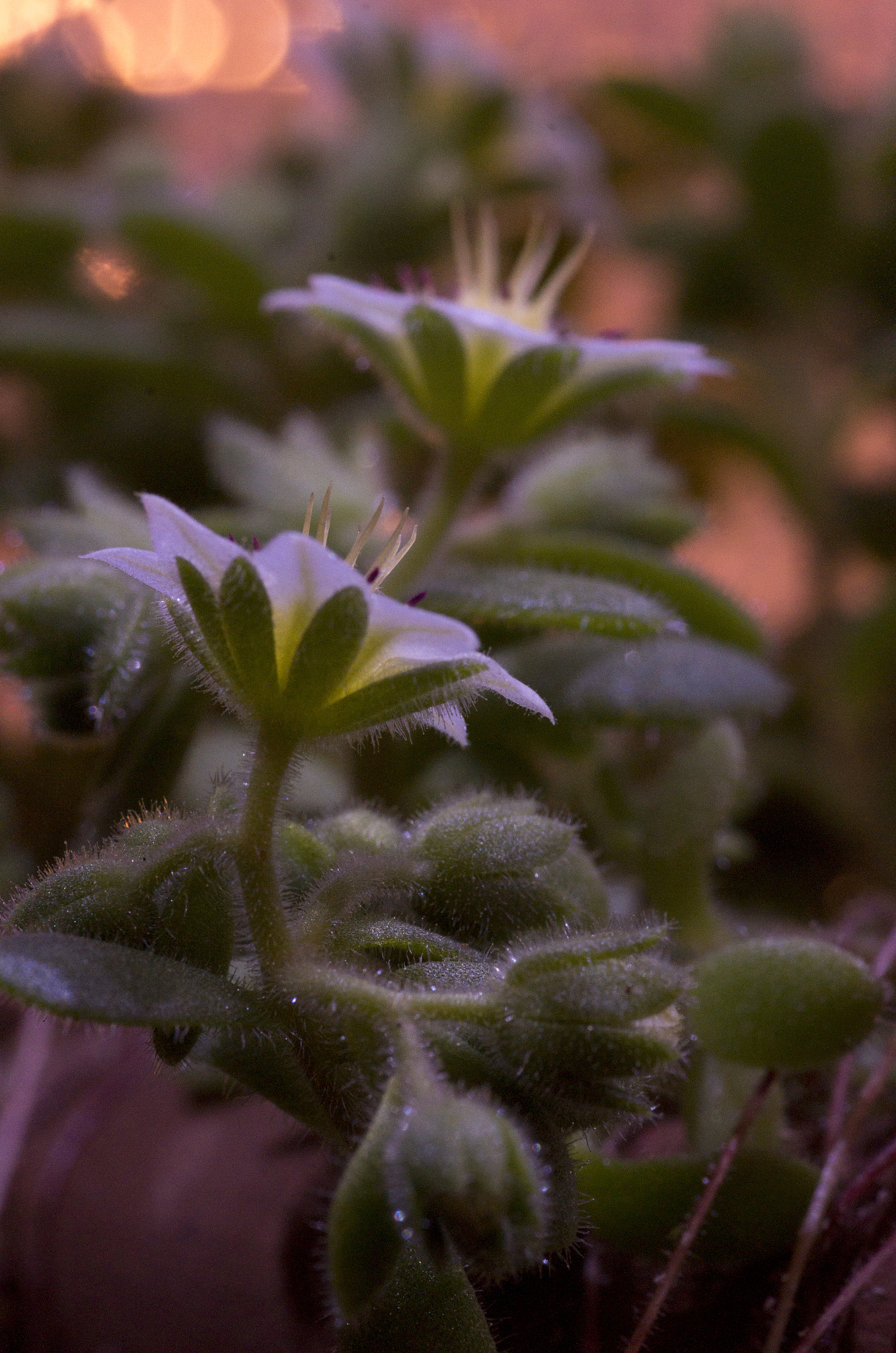 Pentax smc D-FA 100mm F2.8 Macro WR sample photo. Succulent flowers photography