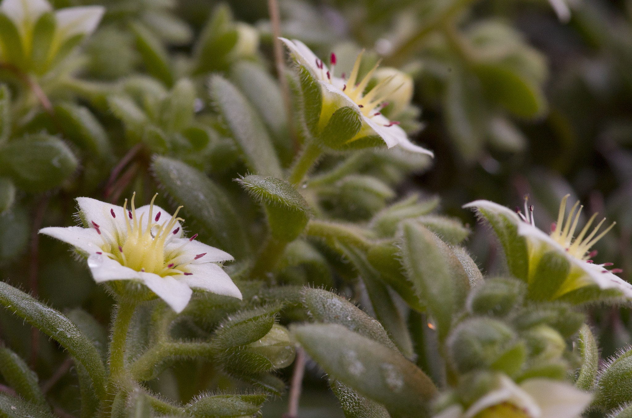 Pentax smc D-FA 100mm F2.8 Macro WR sample photo. Blooming succulent photography