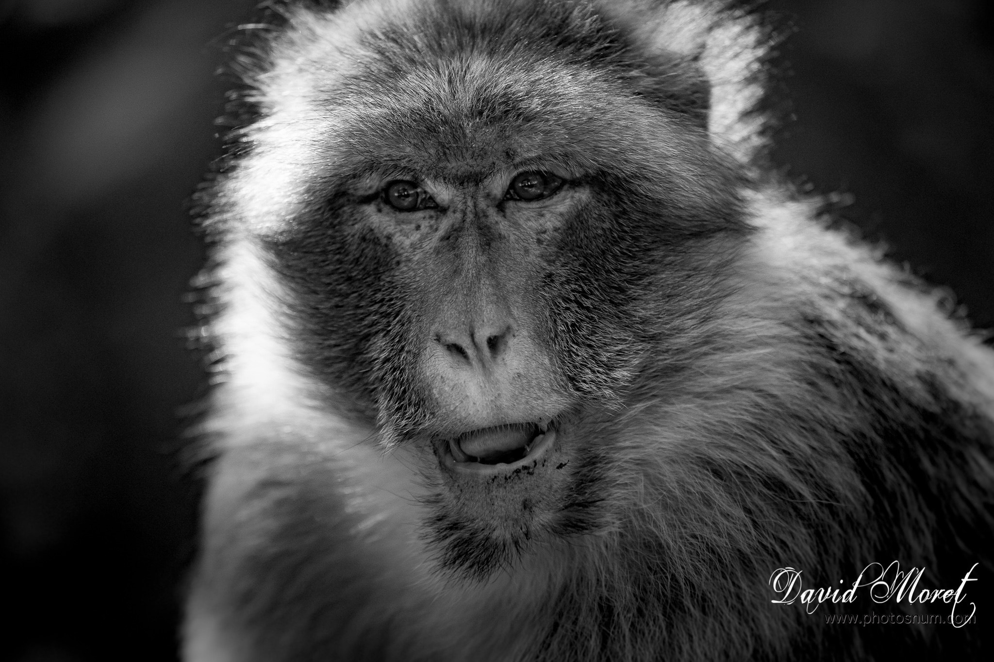 Nikon Nikkor AF-S 300mm F4E PF ED VR sample photo. Terre de singes photography