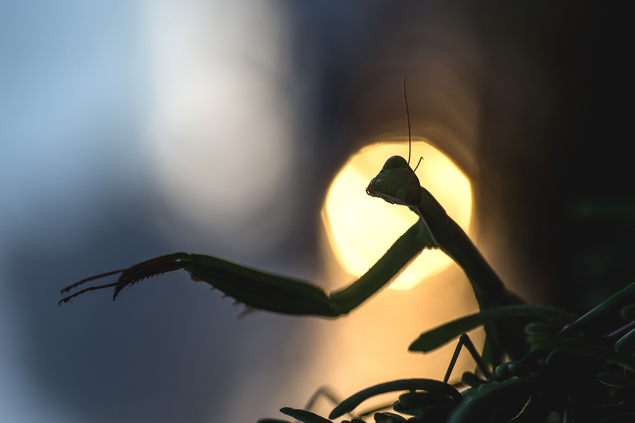 Nikon D610 + Nikon AF Micro-Nikkor 60mm F2.8D sample photo. Mantis religiosa photography