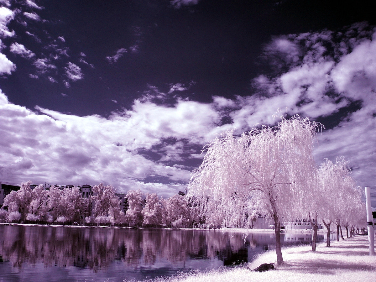 Fujifilm FinePix E550 sample photo. Ir photography