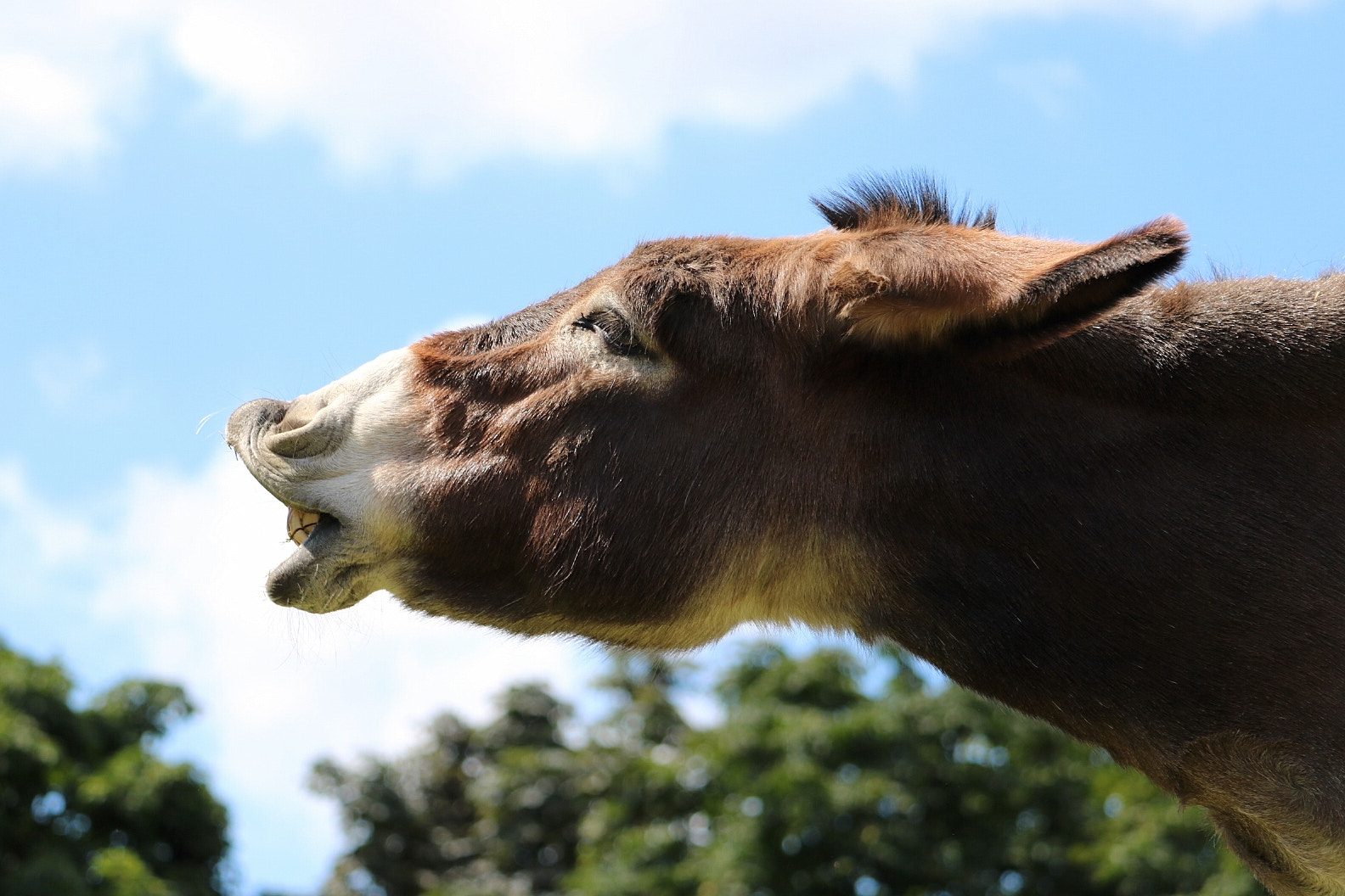 Canon EF-S 55-250mm F4-5.6 IS STM sample photo. Funny donkey photography
