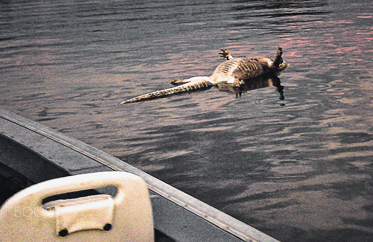Kodak ZX1 POCKET VIDEO CAMERA sample photo. Dead alligator photography