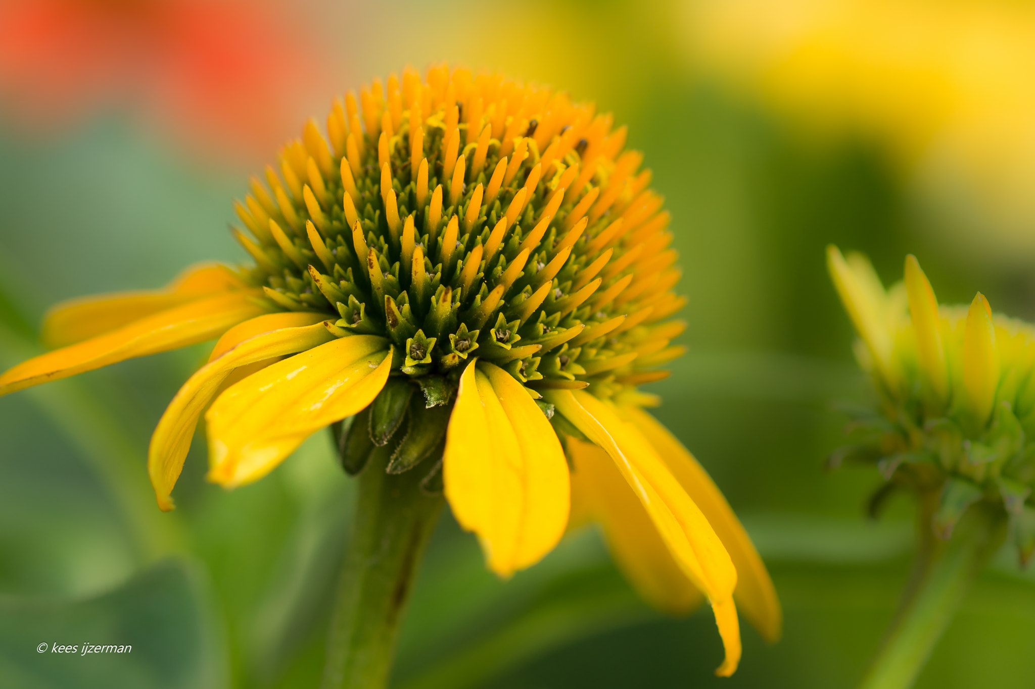 Sony SLT-A77 + Sony 100mm F2.8 Macro sample photo. Amber mist. photography