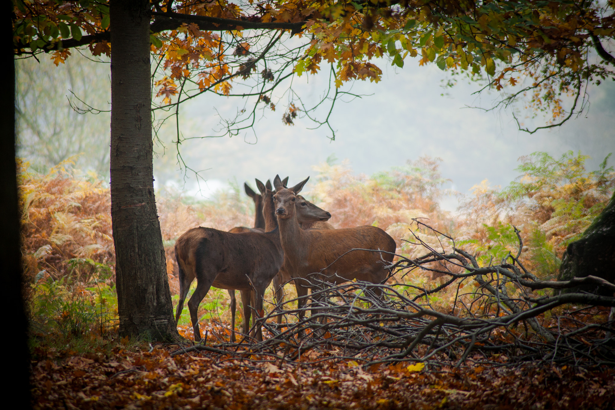 Canon EOS 5D sample photo. Autumn gathering photography