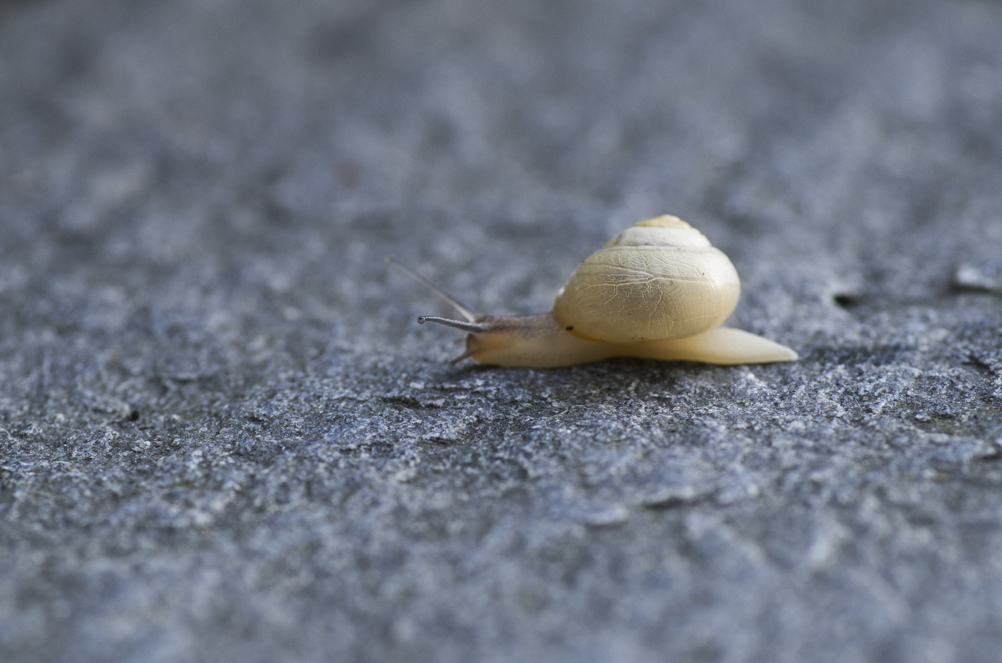 Pentax smc D-FA 100mm F2.8 Macro WR sample photo. At a snail's pace photography