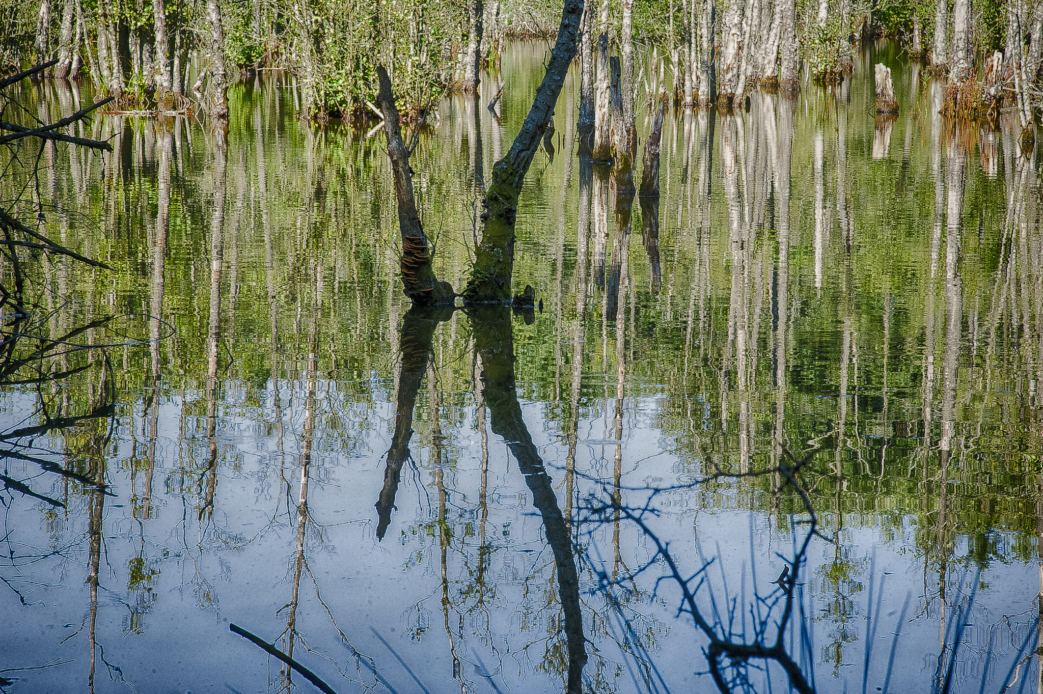 Nikon D3 sample photo. In the lake photography