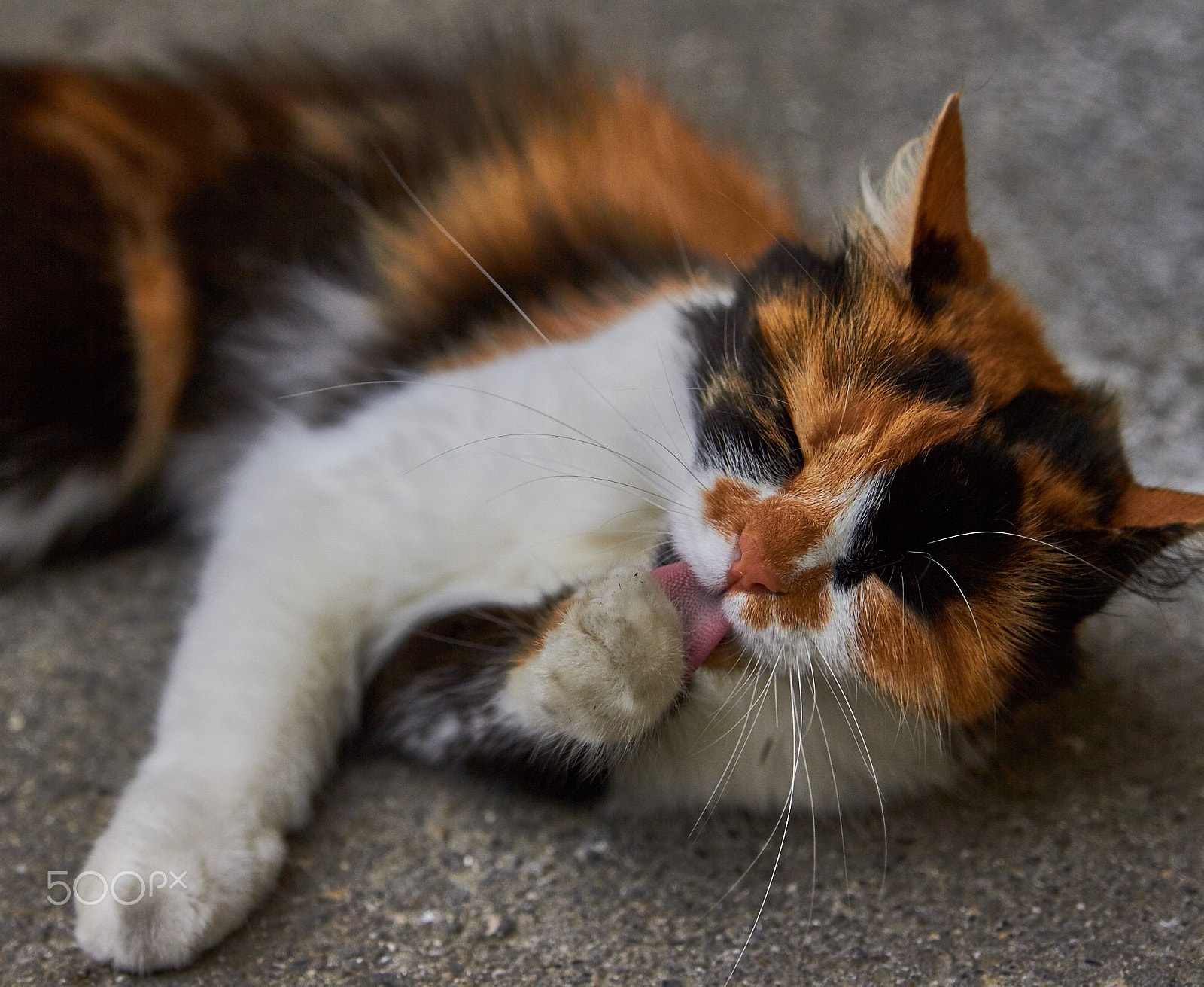 Sigma 24-70mm F2.8 EX DG HSM sample photo. Life is beautiful photography