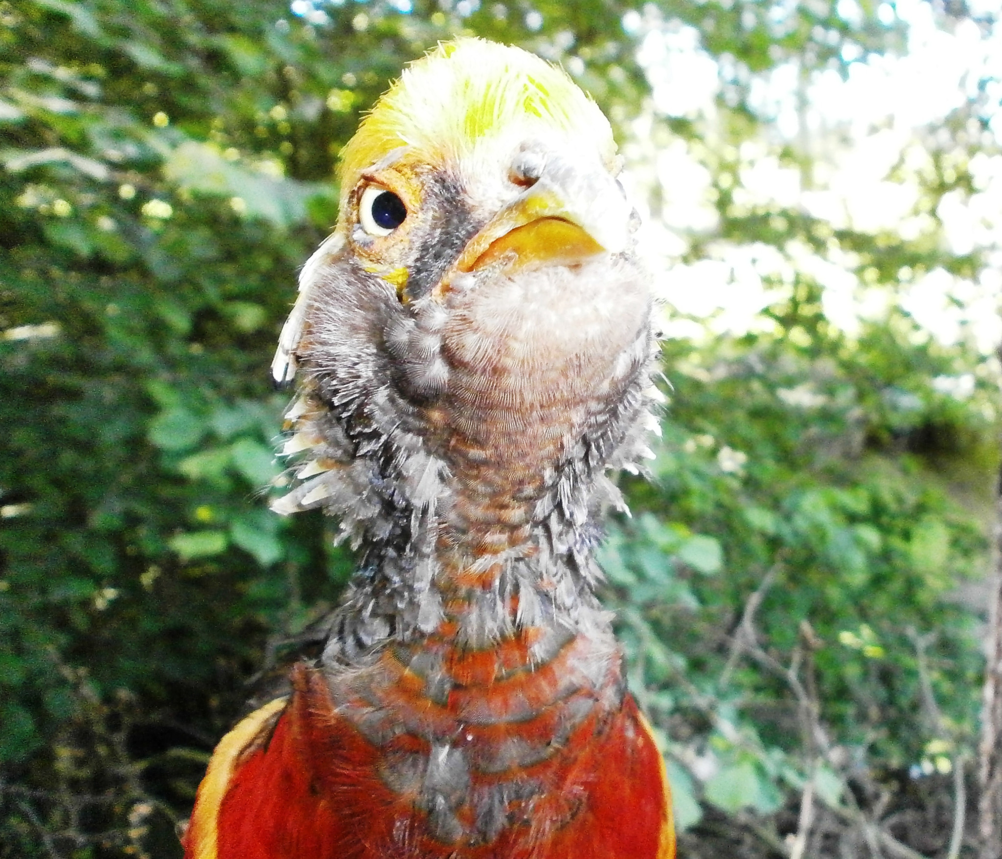 Olympus VG110,D700 sample photo. Funny bird photography