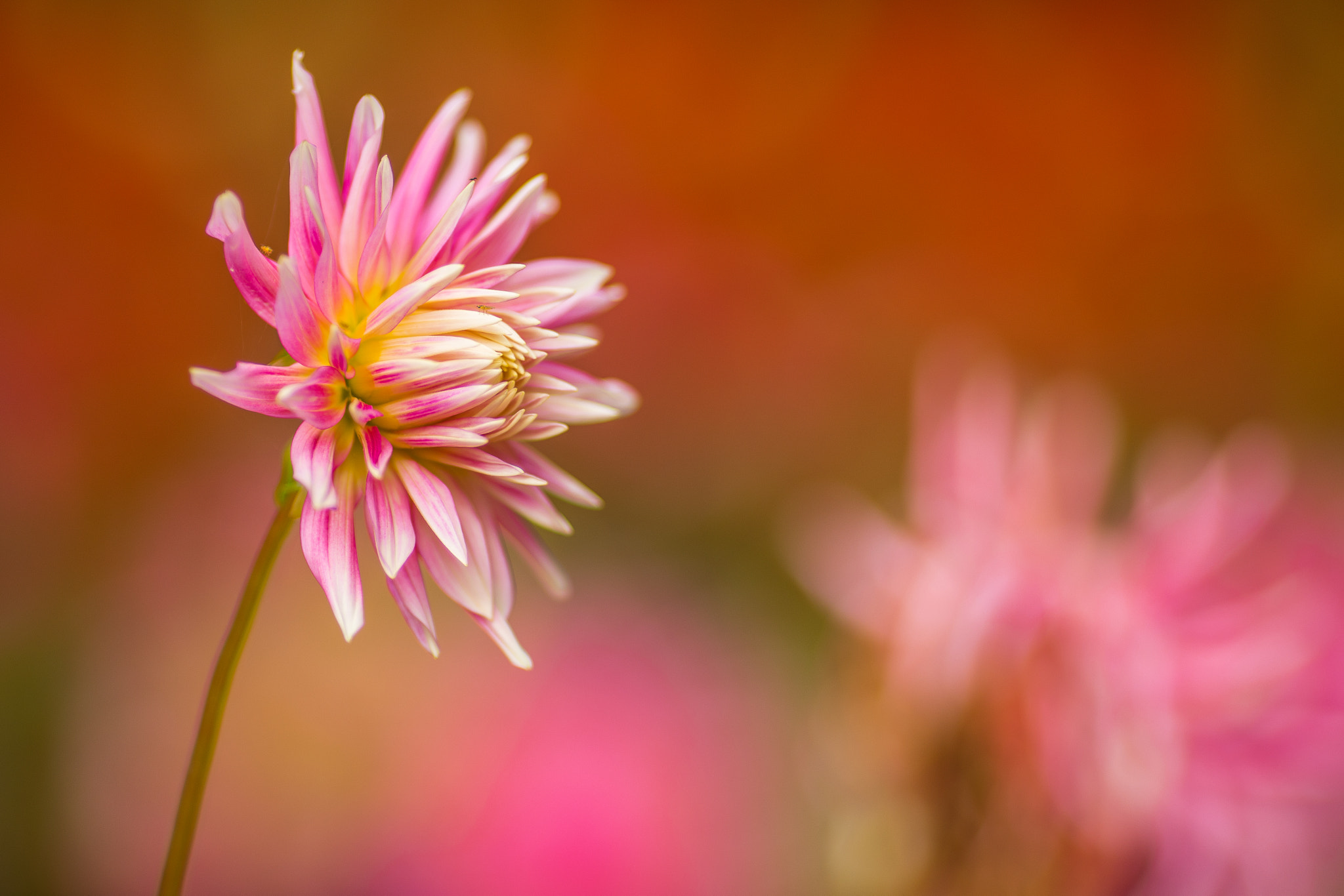Canon EOS 5D Mark IV + Canon EF 135mm F2L USM sample photo. Pink flower photography