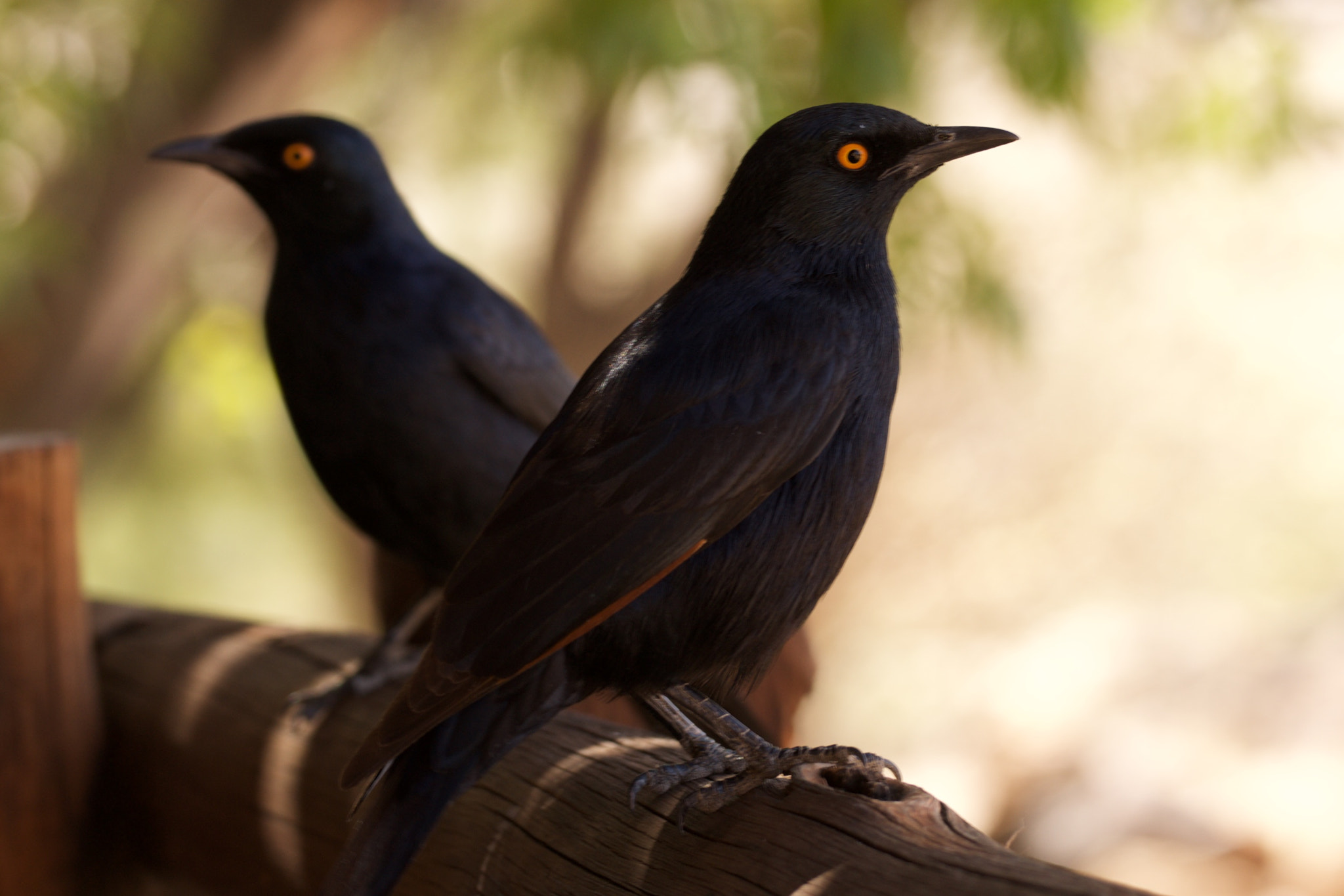 Sony 70-300mm F4.5-5.6 G SSM sample photo. Blurred vision left eye photography