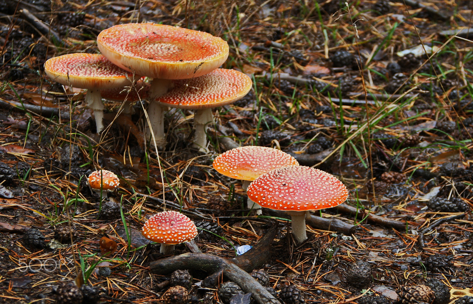Canon EOS 1000D (EOS Digital Rebel XS / EOS Kiss F) sample photo. Fly agaric family photography
