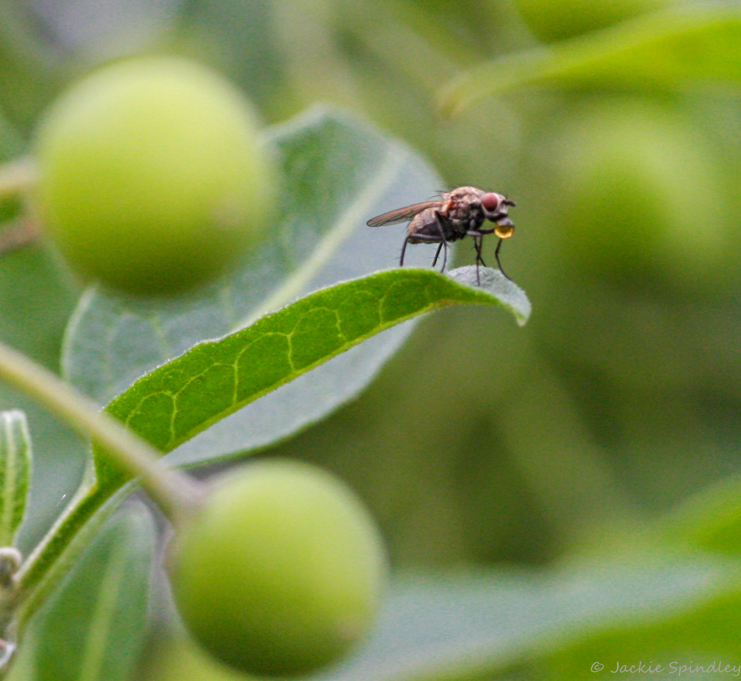 Canon EOS 40D sample photo. A quick drink photography