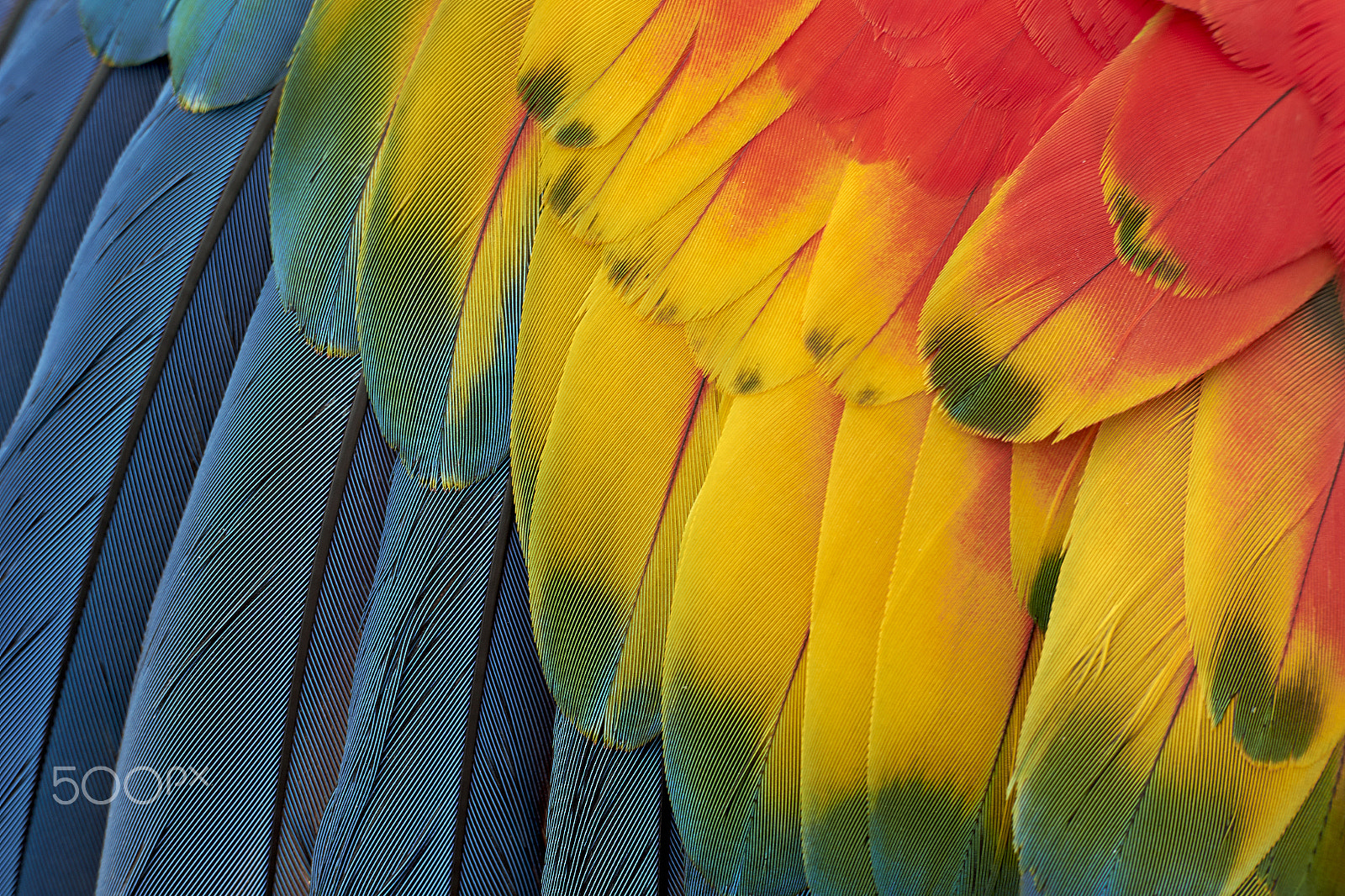 Fujifilm XF 56mm F1.2 R sample photo. Wings photography