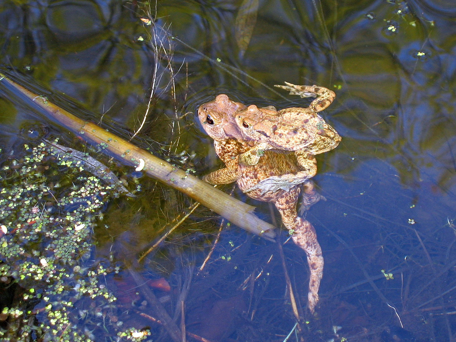Canon POWERSHOT S45 sample photo. Two frogs photography