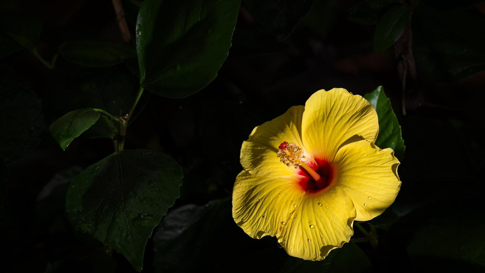 Tamron SP 70-200mm F2.8 Di VC USD sample photo. Hibiscus photography