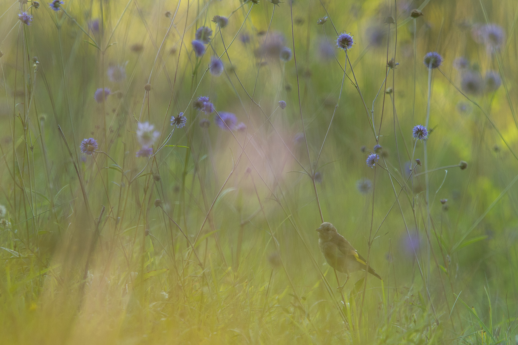 Olympus OM-D E-M10 + Olympus M.Zuiko Digital ED 40-150mm F2.8 Pro sample photo. Goldfinch photography