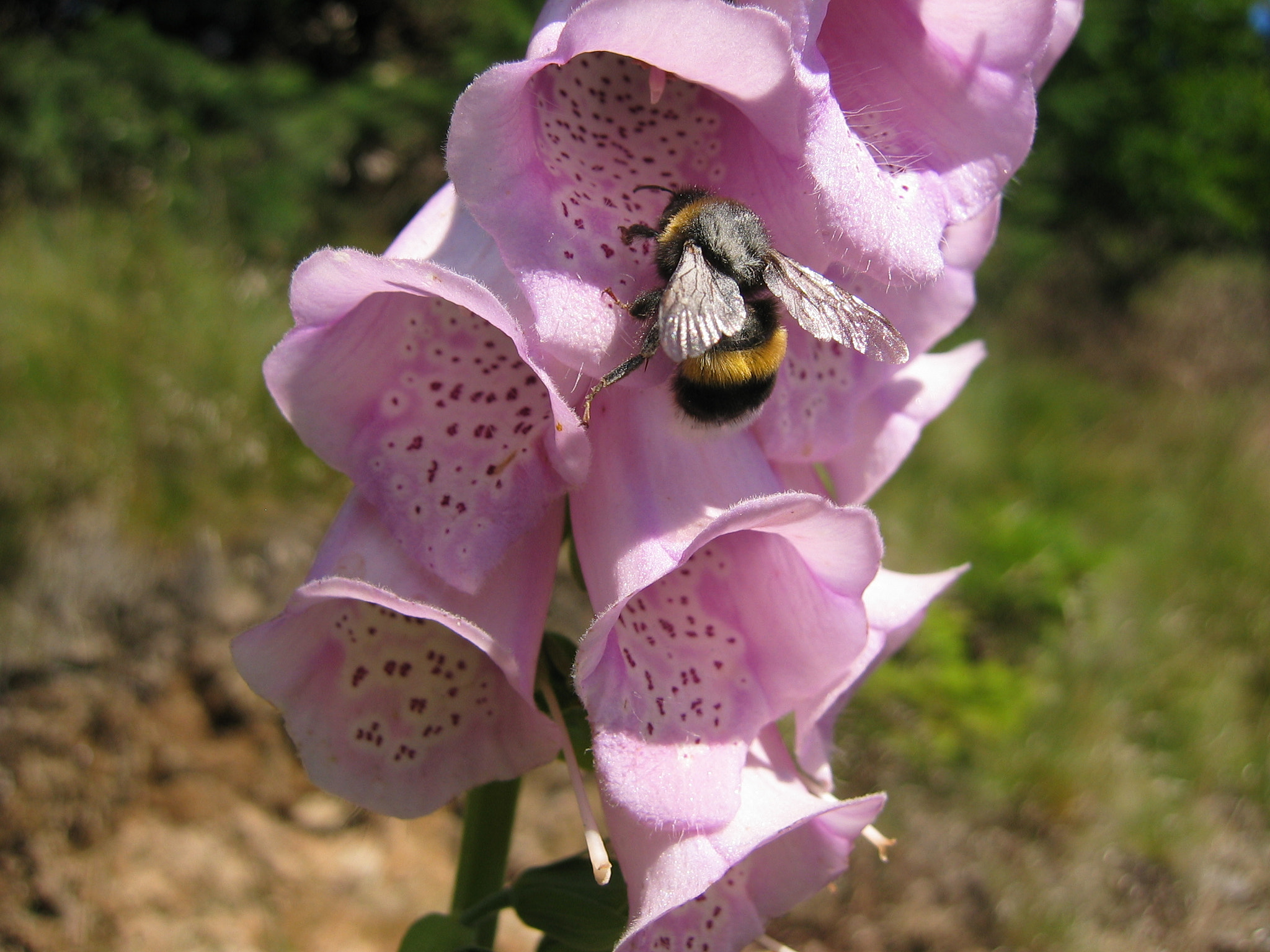 Canon POWERSHOT S45 sample photo. Digitalis purpurea and bumblebee photography