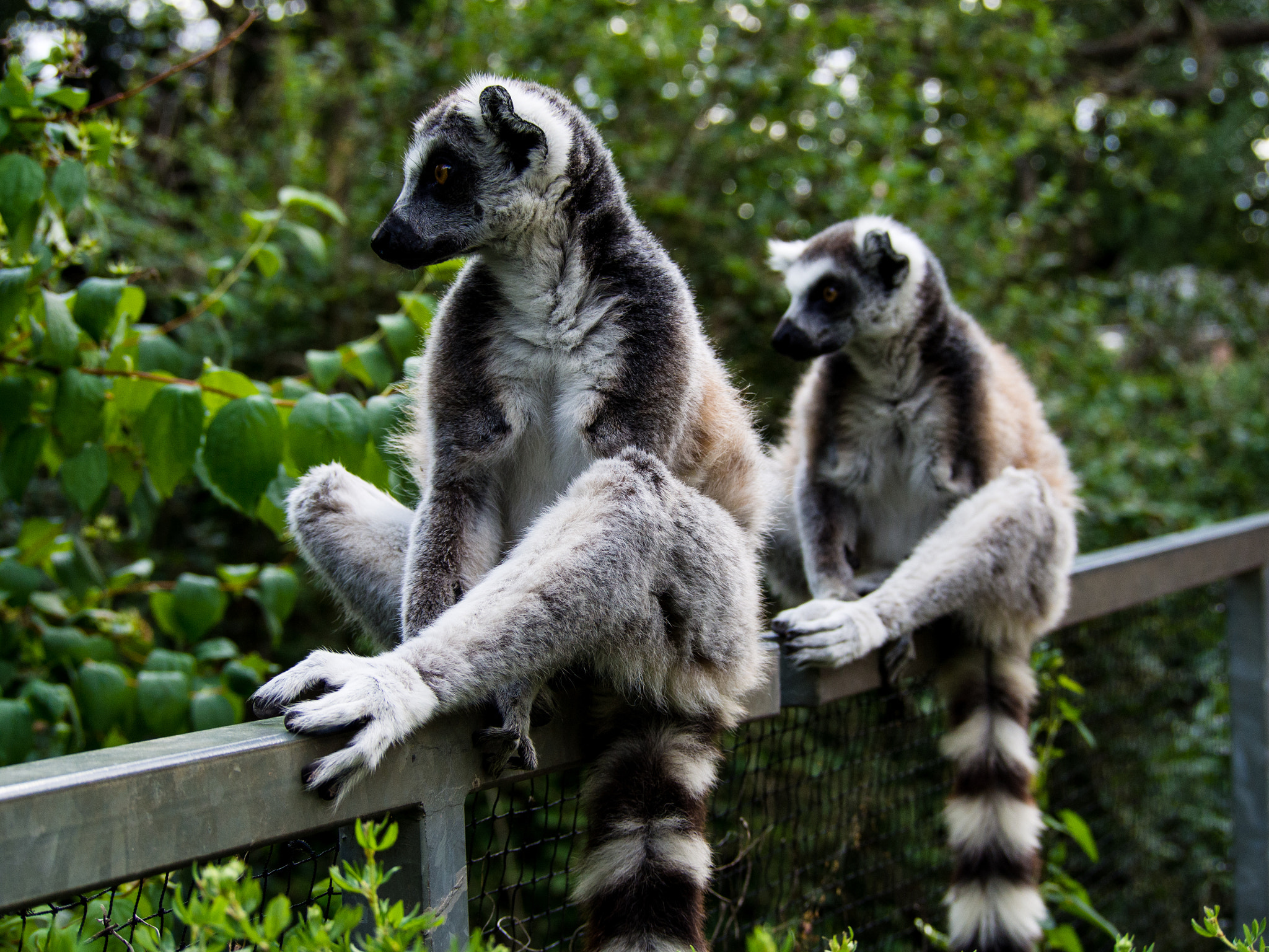 Olympus PEN E-PL5 sample photo. Lemurs. photography