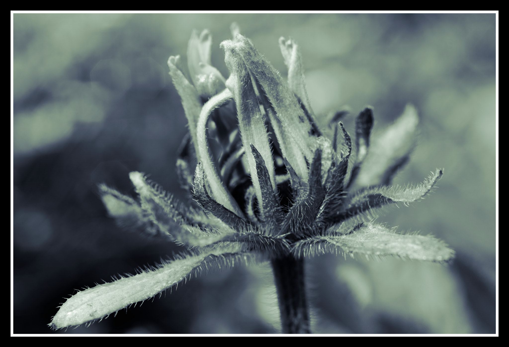 Pentax smc D-FA 50mm F2.8 Macro sample photo. Rudbeckia photography