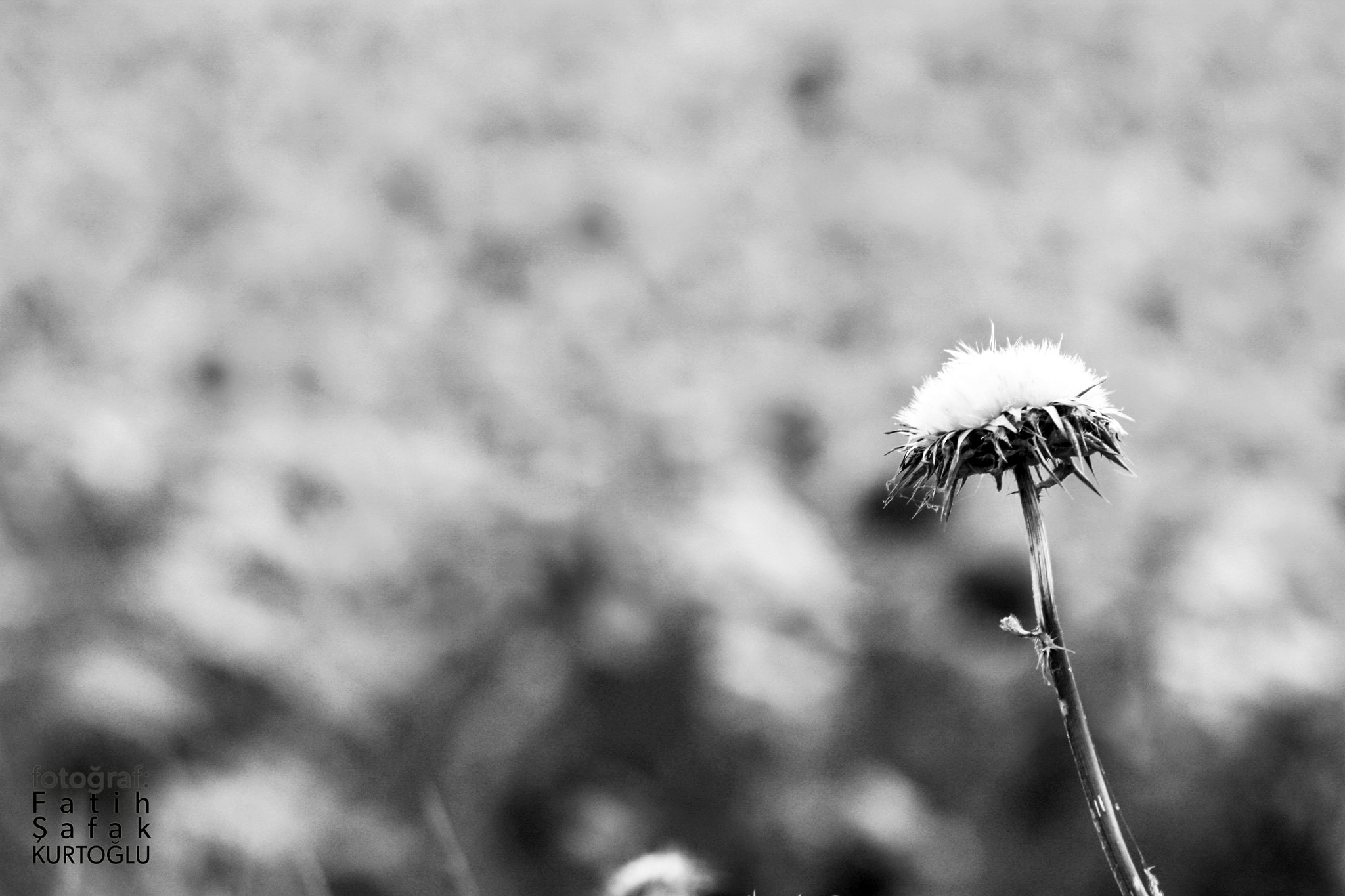 Canon EF 90-300mm F4.5-5.6 sample photo. Shades photography