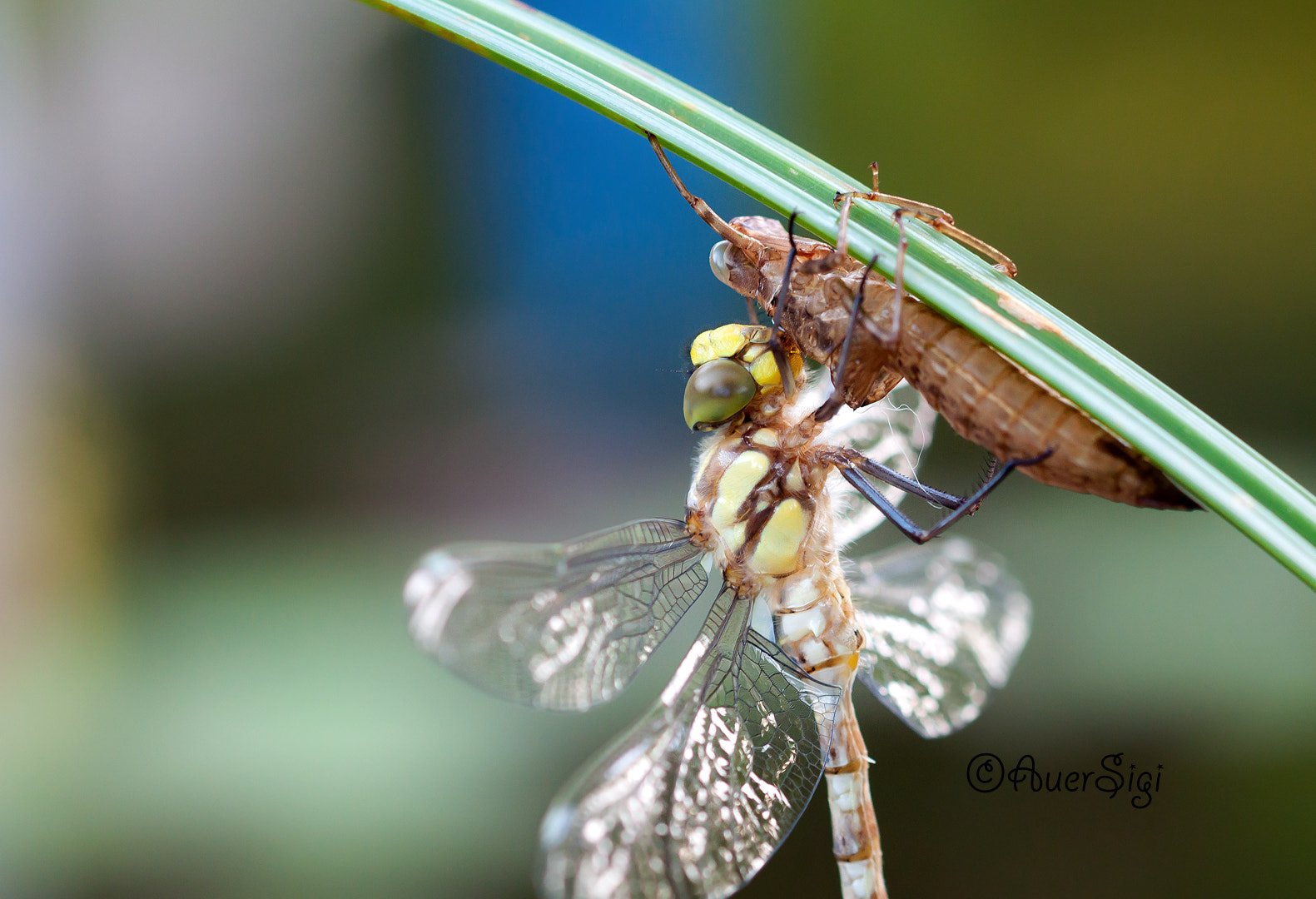 Sigma 105mm F2.8 EX DG OS HSM sample photo. Dragonfly photography