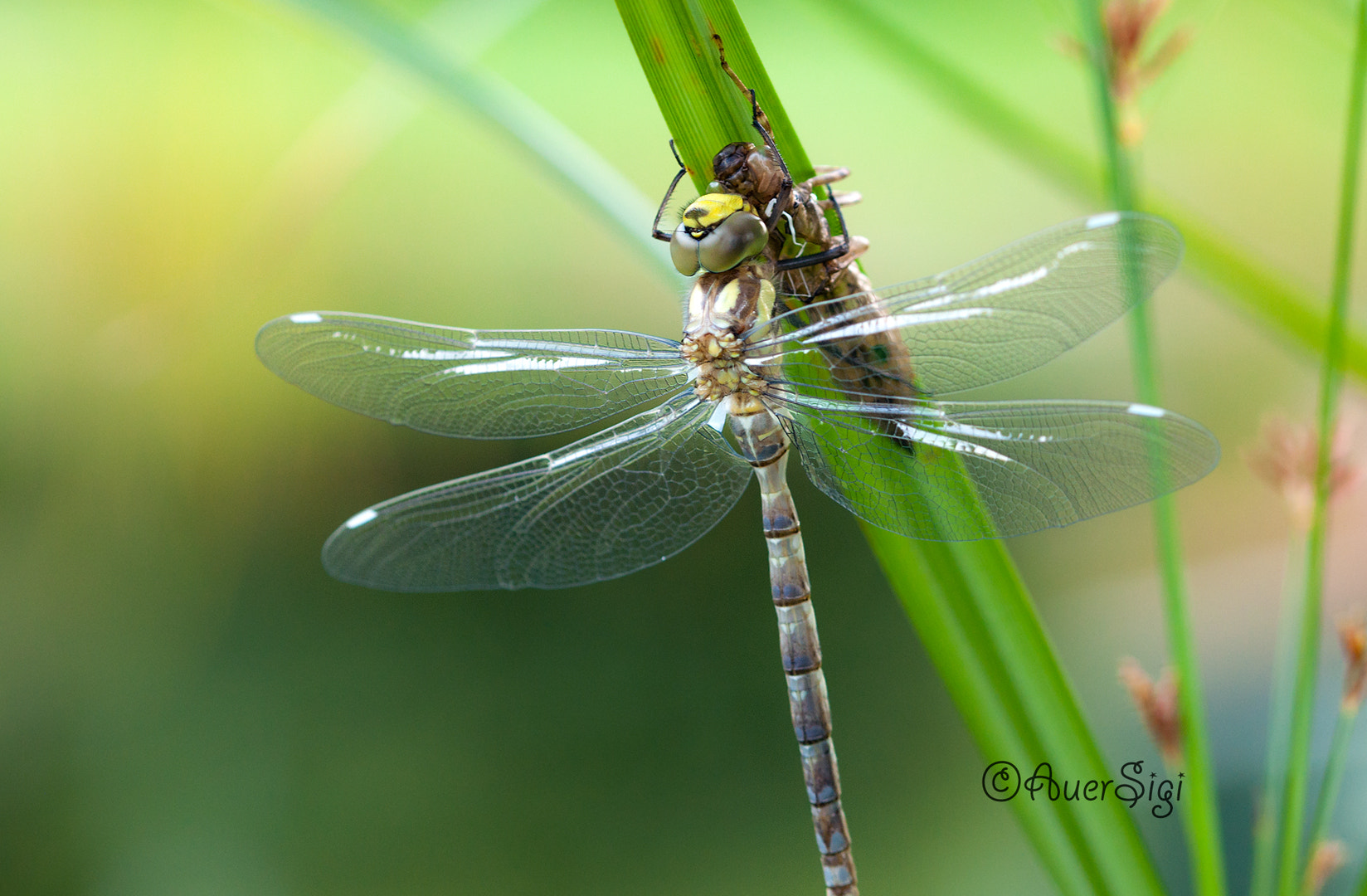 Sigma 105mm F2.8 EX DG OS HSM sample photo. Dragonfly photography