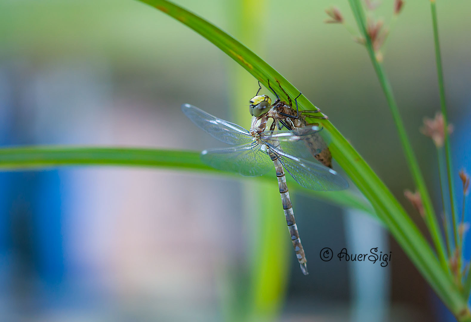 Sigma 105mm F2.8 EX DG OS HSM sample photo. Dragonfly photography